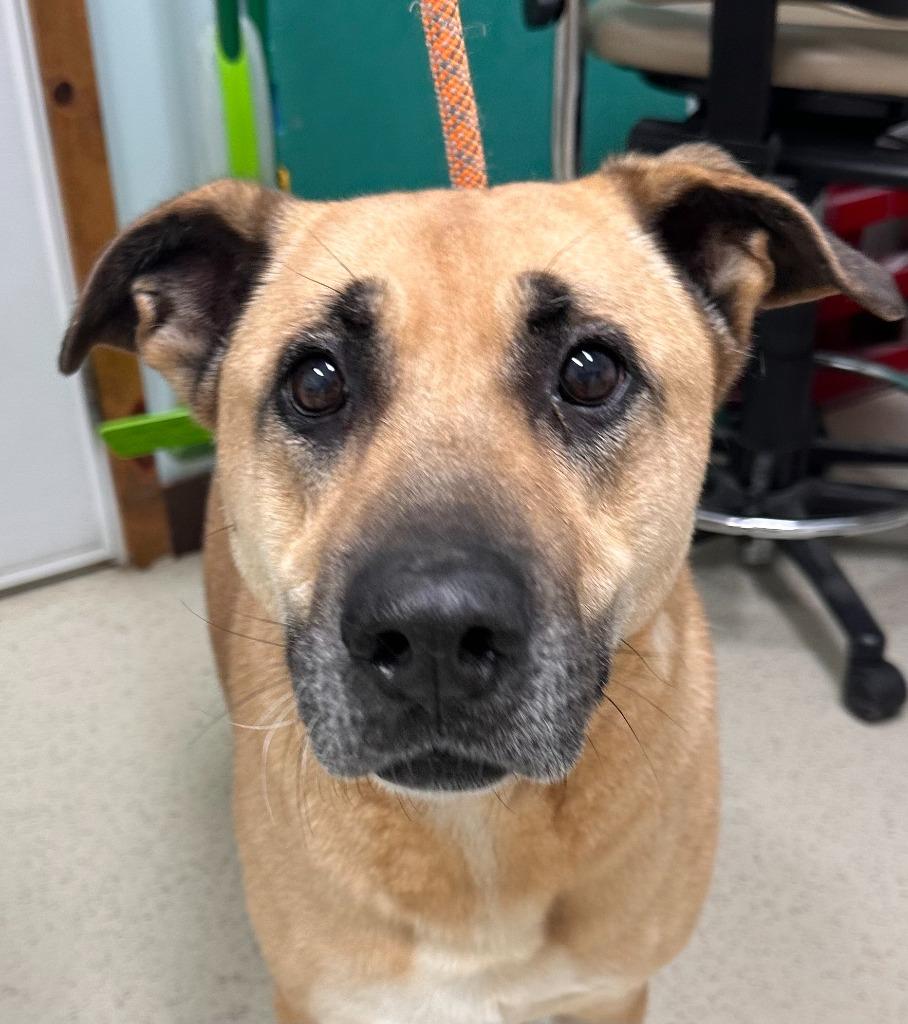 Marley, Adoptable, Adult Female Shepherd.