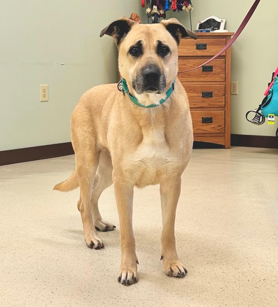 Enlarge Marley, an adoptable Shepherd in Amery, WI image 5/6