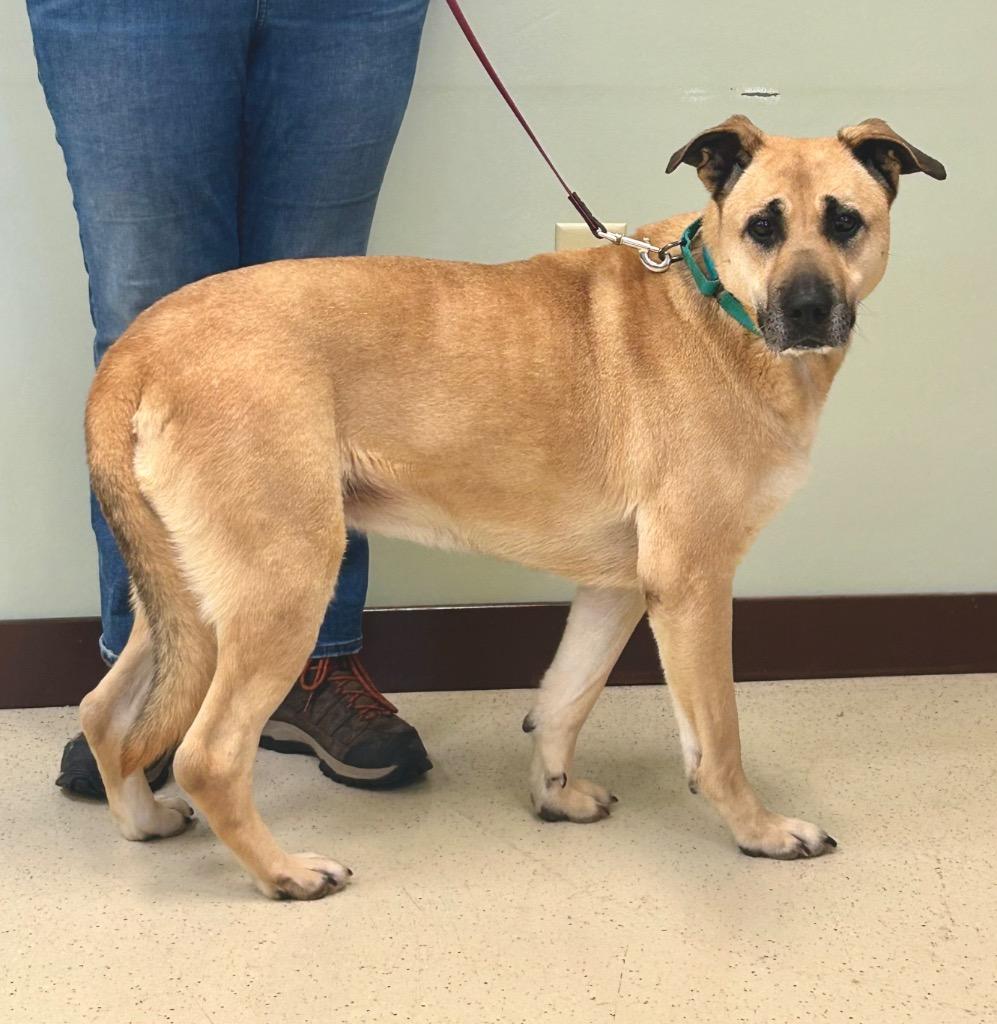 Enlarge Marley, an adoptable Shepherd in Amery, WI image 6/6