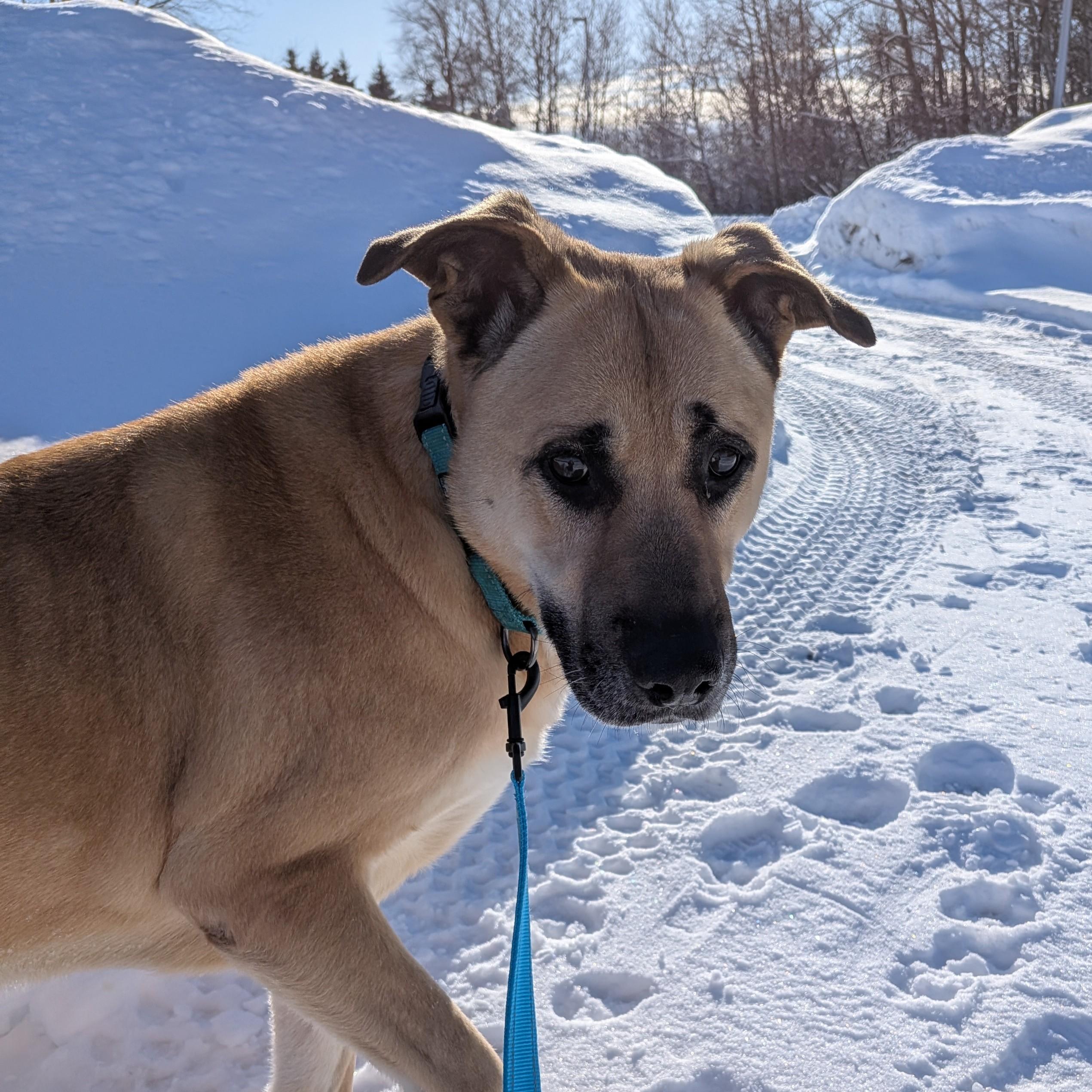 Enlarge Marley, an adoptable Shepherd in Amery, WI image 2/6