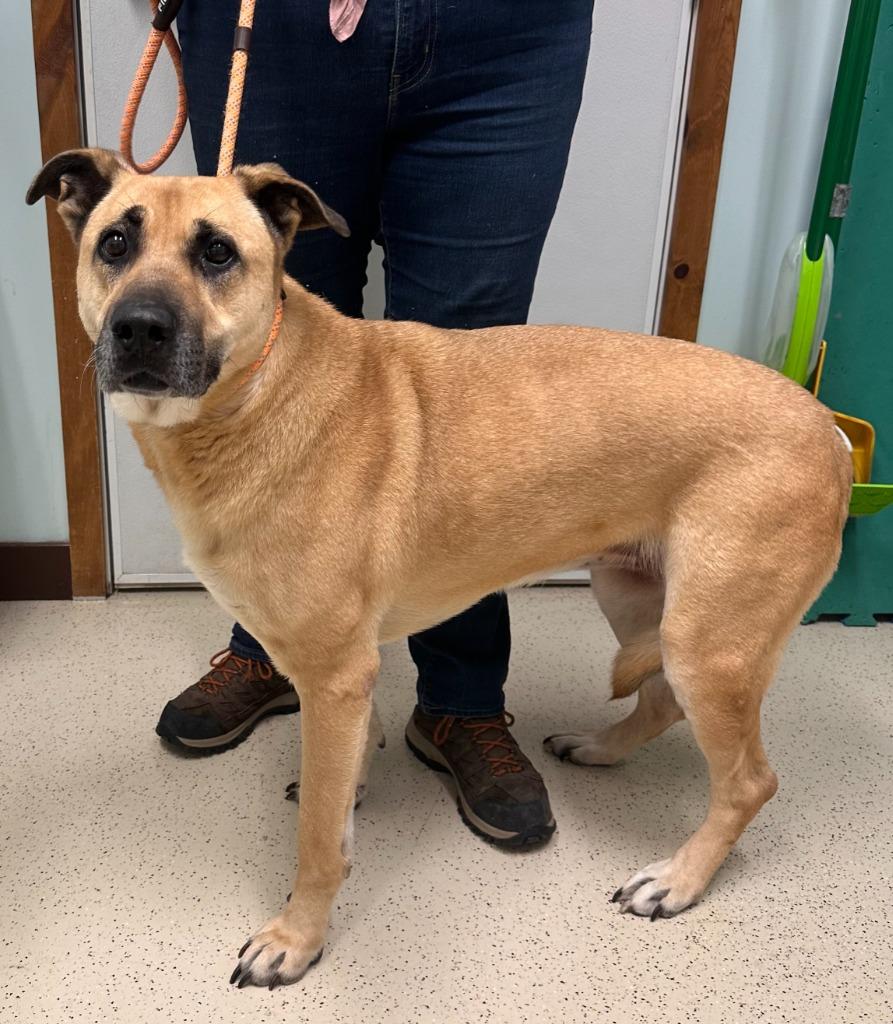Enlarge Marley, a Adoptable Shepherd in Amery, WI image 3/3