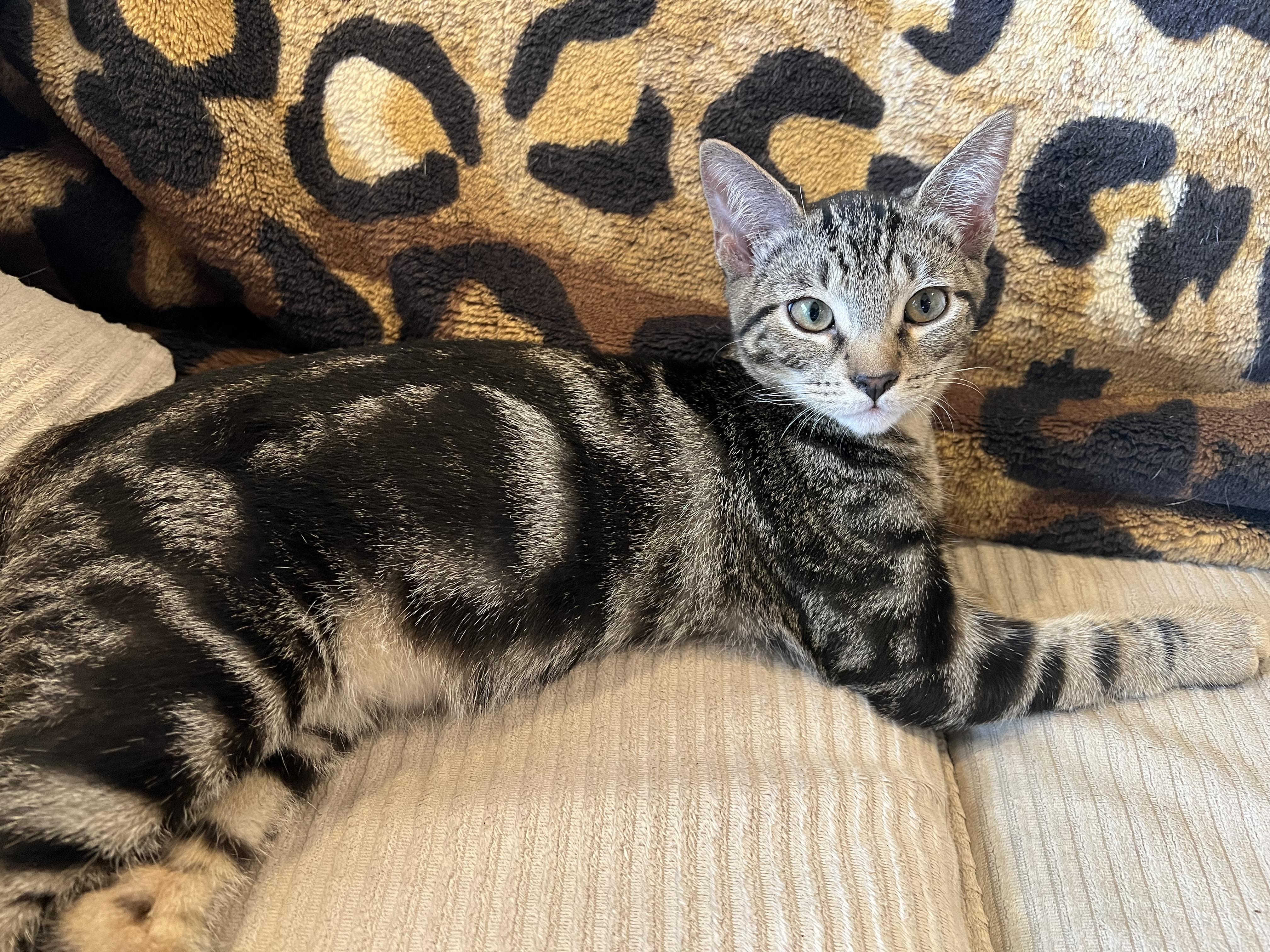 Clyde