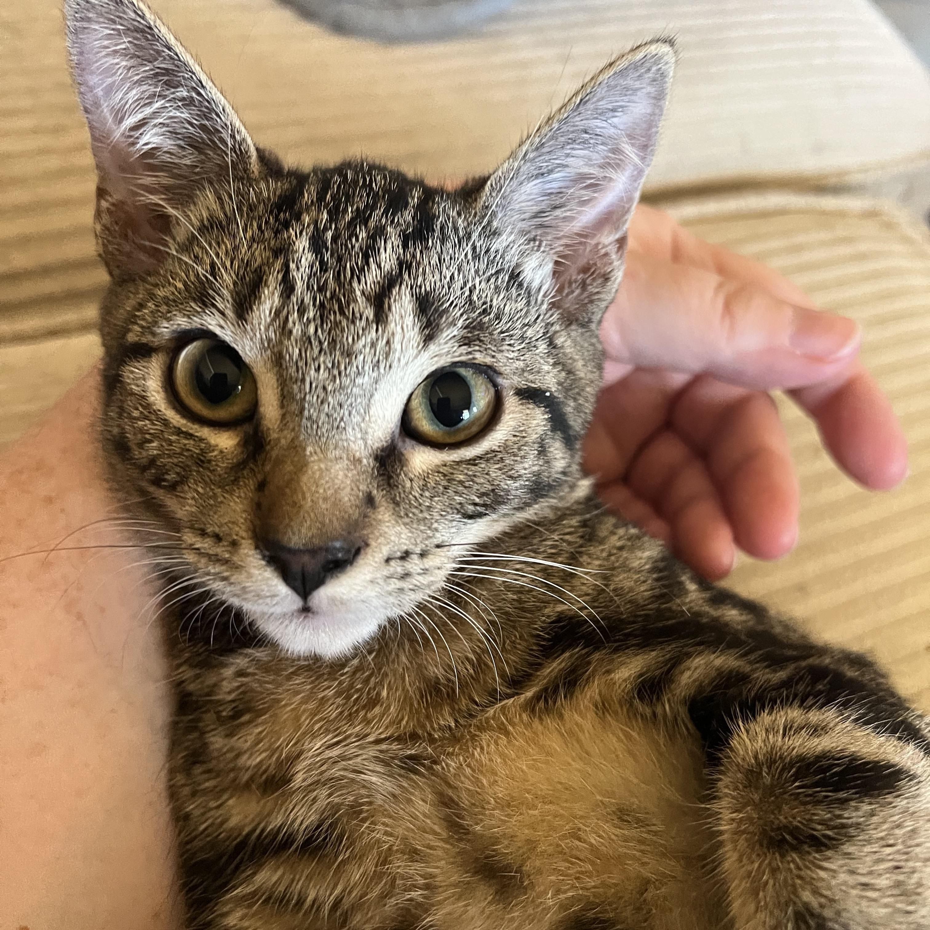 Clyde