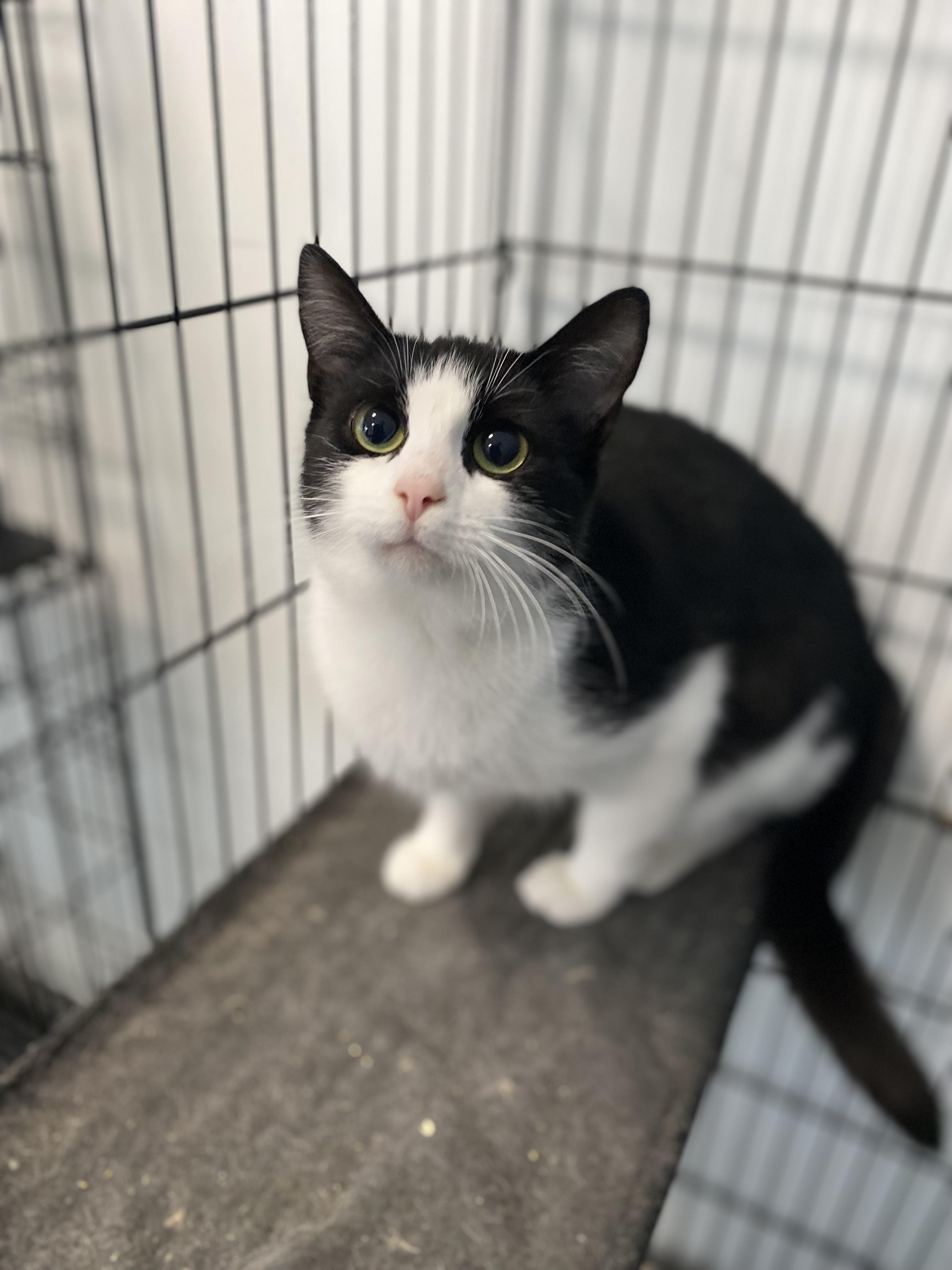 Melody, an adoptable Tuxedo in Pembroke, GA, 31321 | Photo Image 1