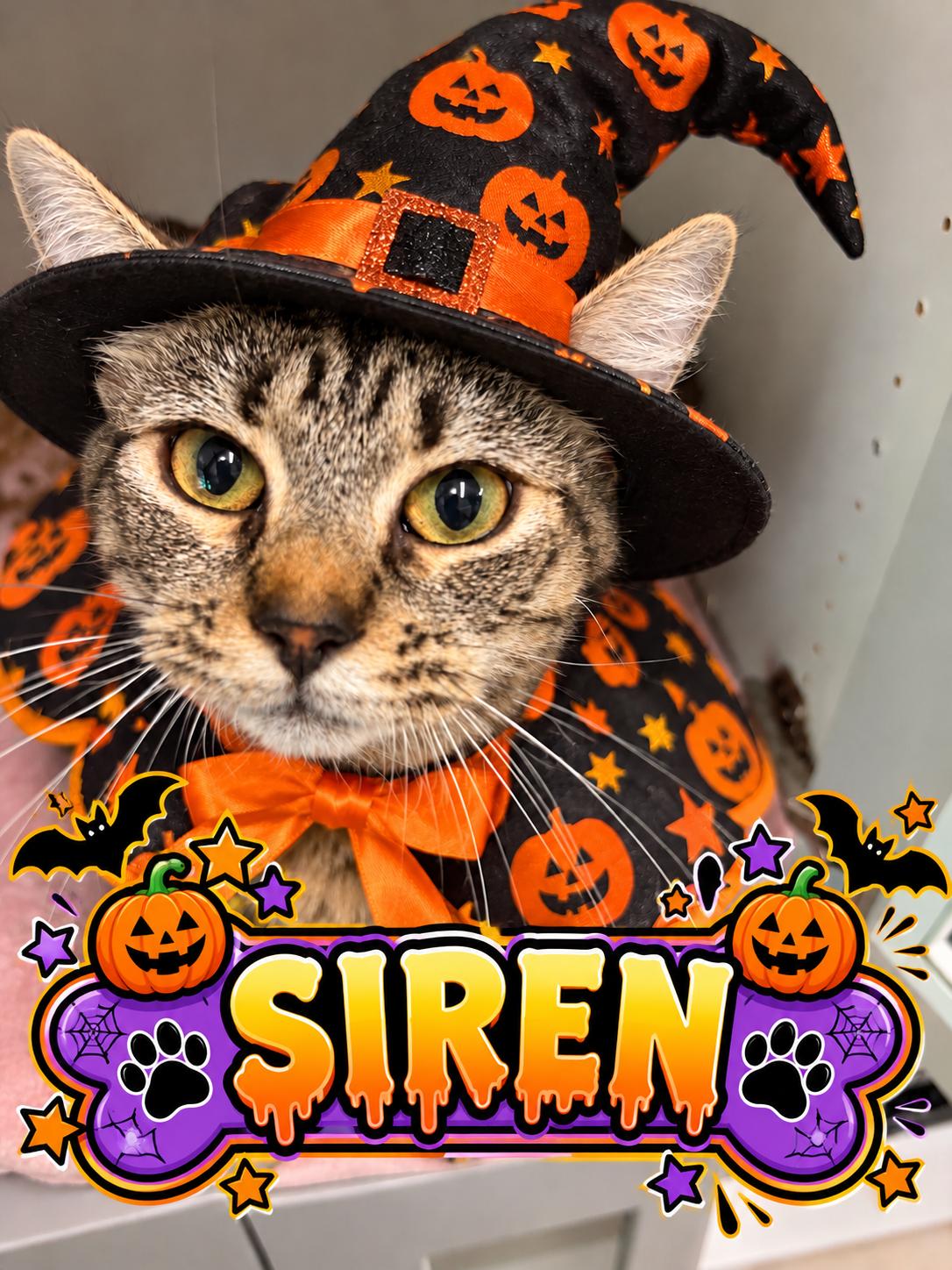 Enlarge SIREN, a Adopted Tiger in Gardner, MA image 1/2