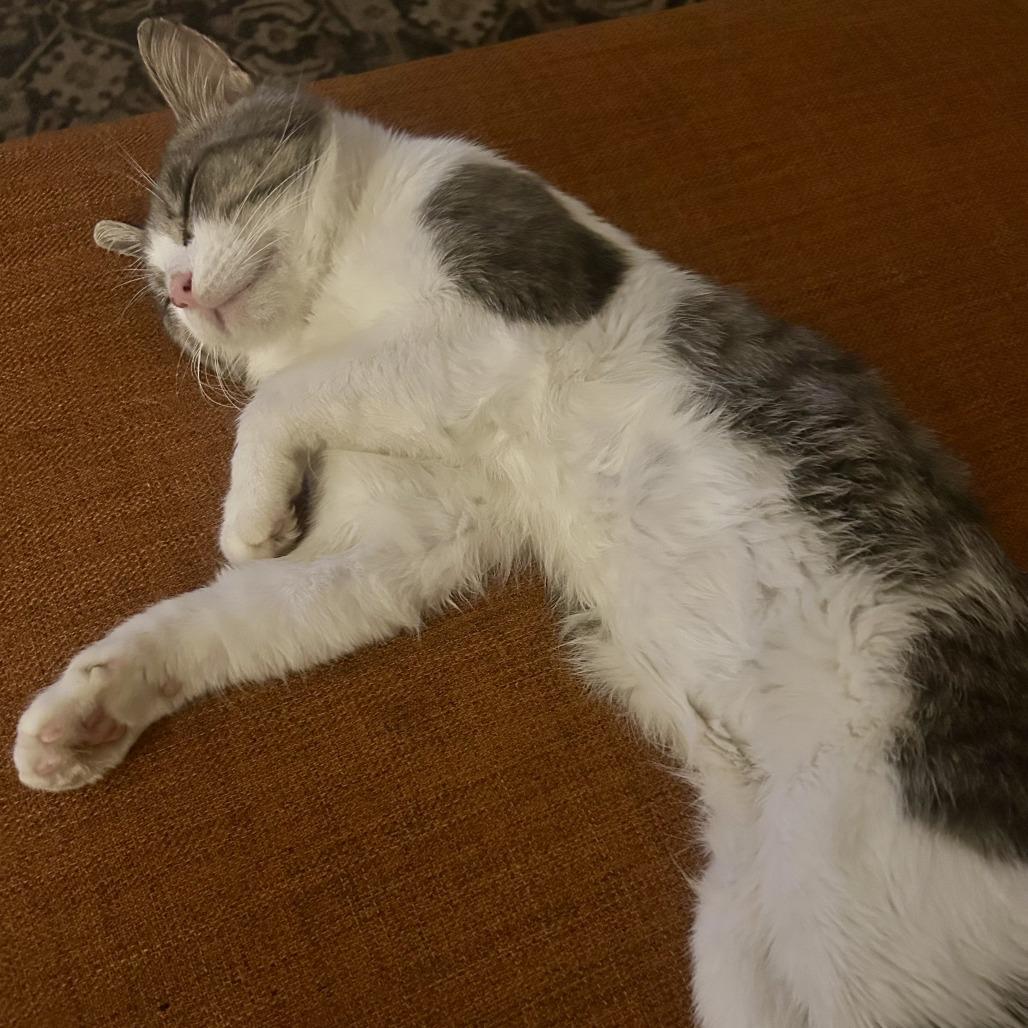 Enlarge Barnacle, a Adoptable Domestic Short Hair in Evanston, IL image 1/4