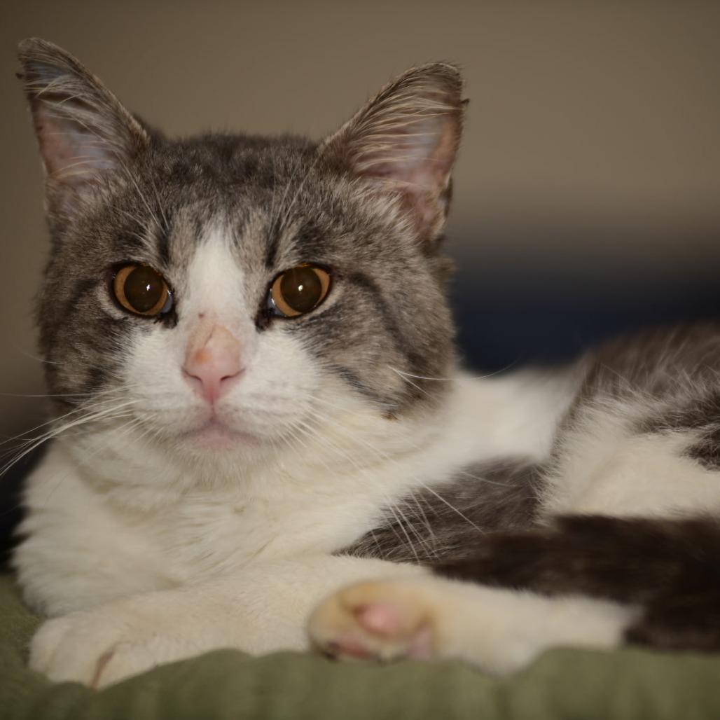 Enlarge Barnacle, a Adoptable Domestic Short Hair in Evanston, IL image 2/4