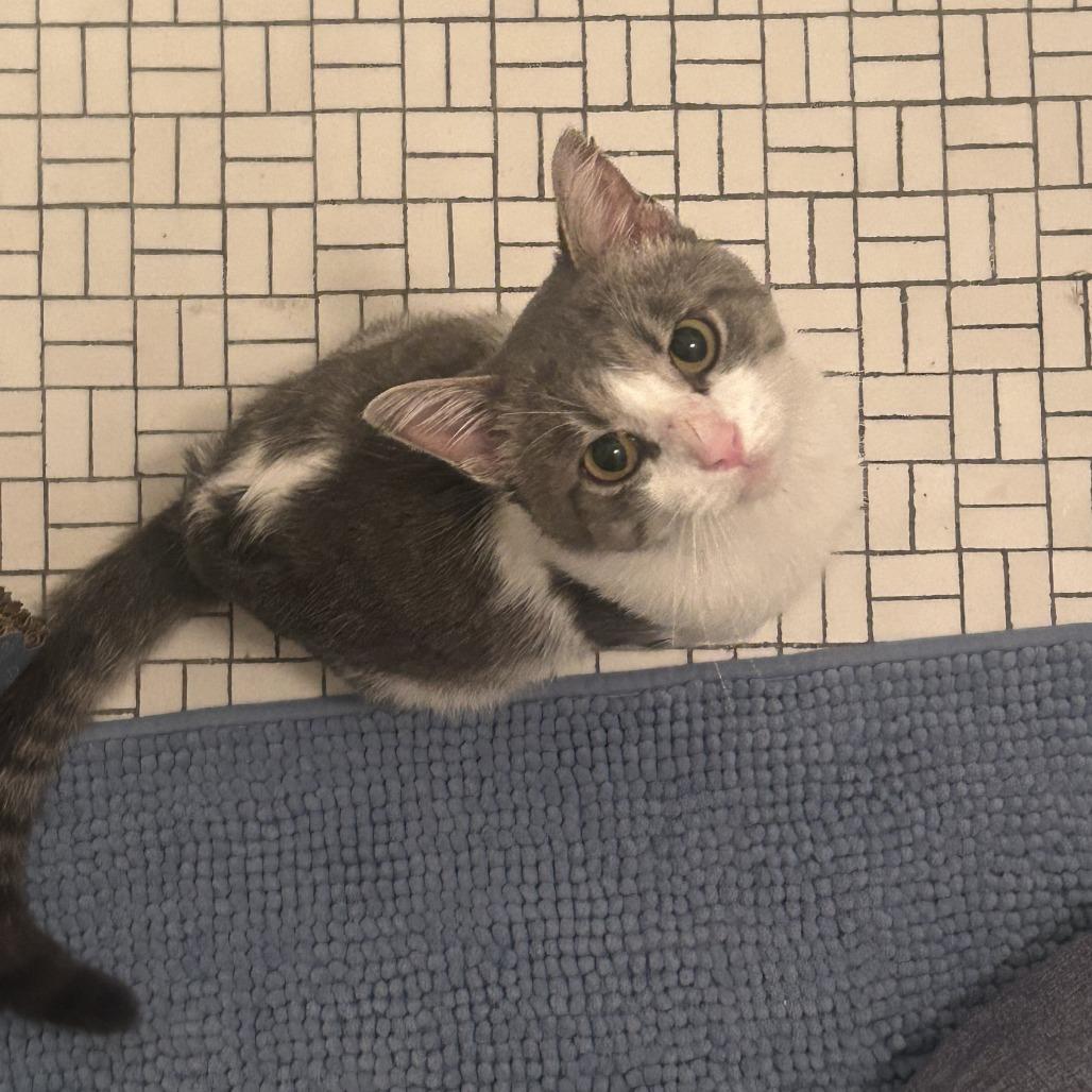 Enlarge Barnacle, a Adoptable Domestic Short Hair in Evanston, IL image 3/4