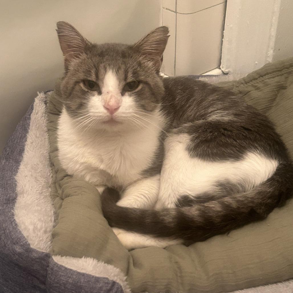 Enlarge Barnacle, a Adoptable Domestic Short Hair in Evanston, IL image 4/4