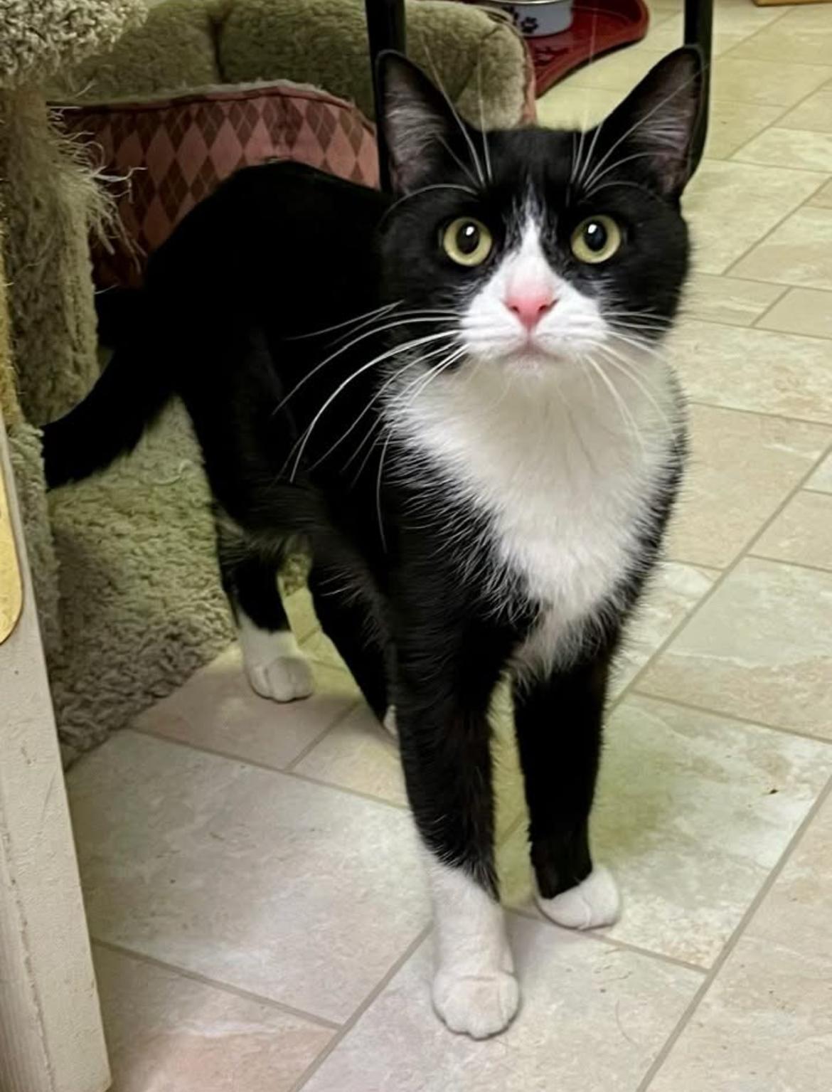 Enlarge Hadley, a Adoptable Domestic Short Hair in Warminster, PA image 1/6