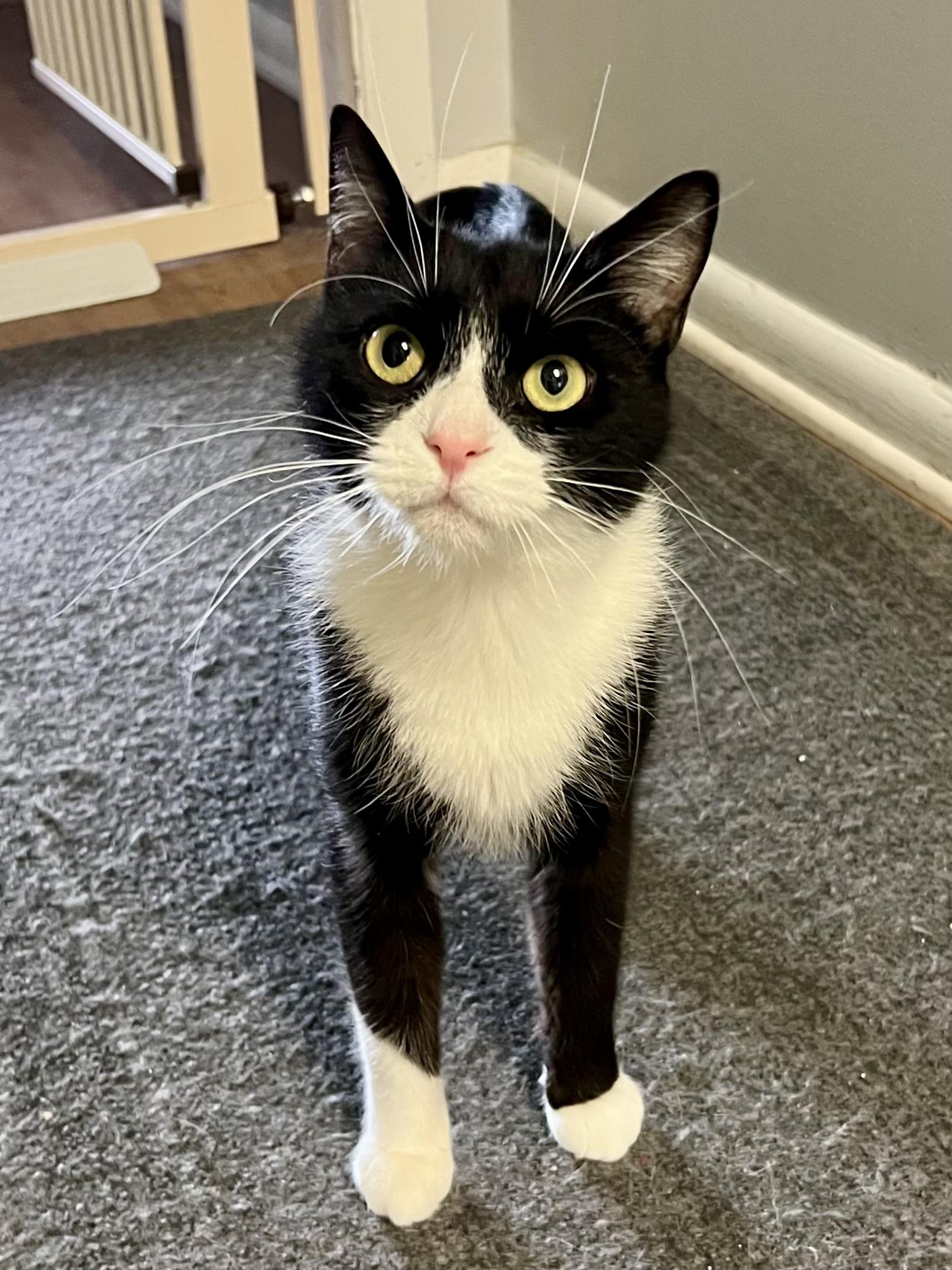 Hadley, Adoptable, Young Female Domestic Short Hair.