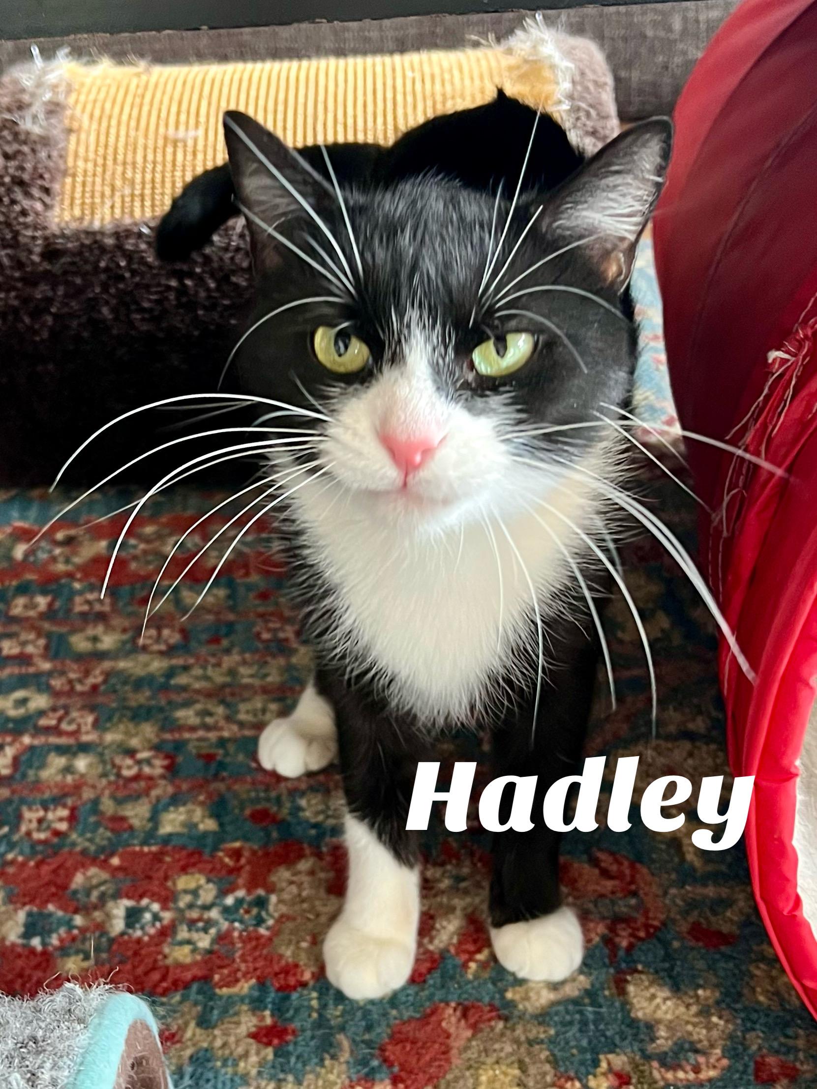 Enlarge Hadley, a Adoptable Domestic Short Hair in Warminster, PA image 3/6