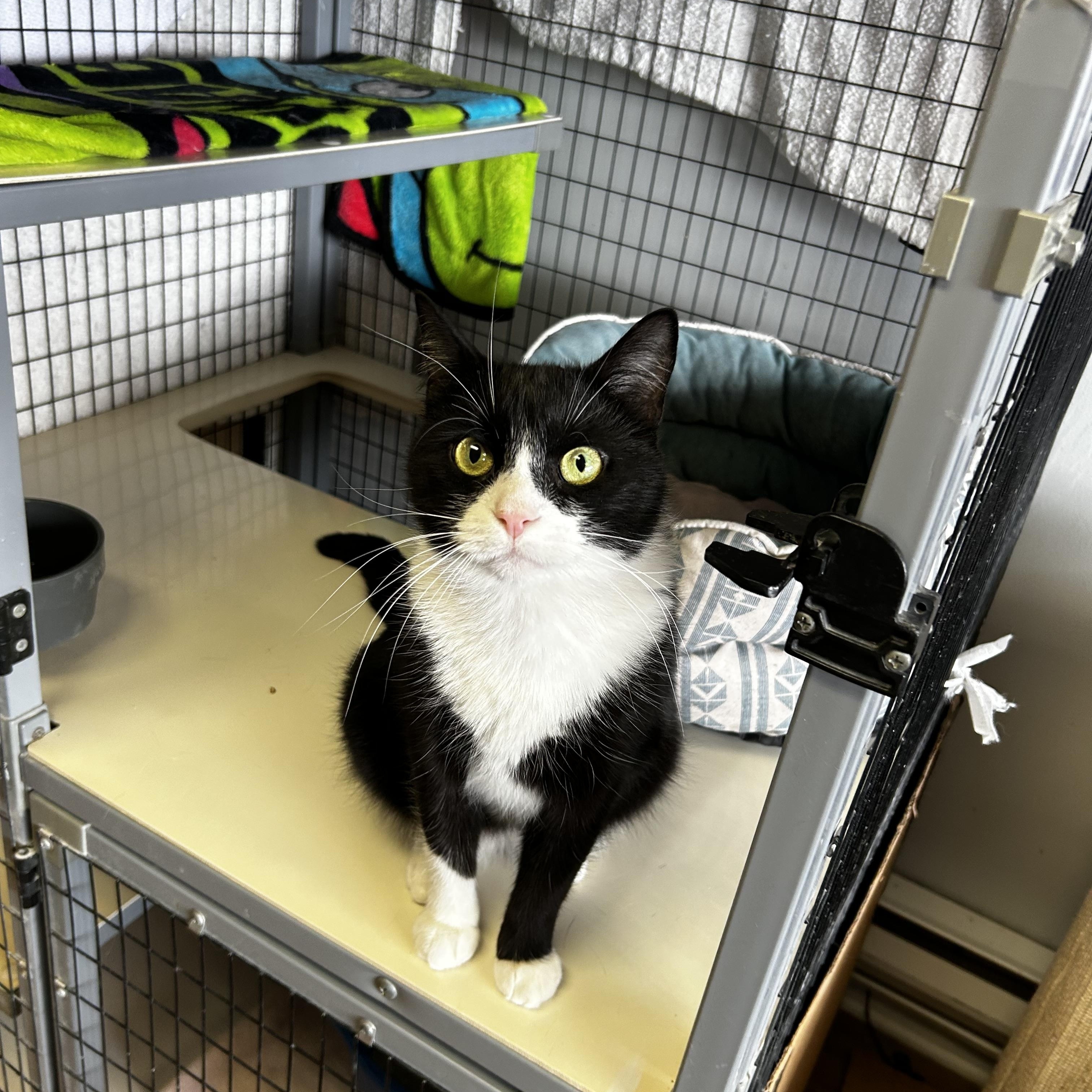 Enlarge Hadley, an adopted Domestic Short Hair in Warminster, PA image 1/6