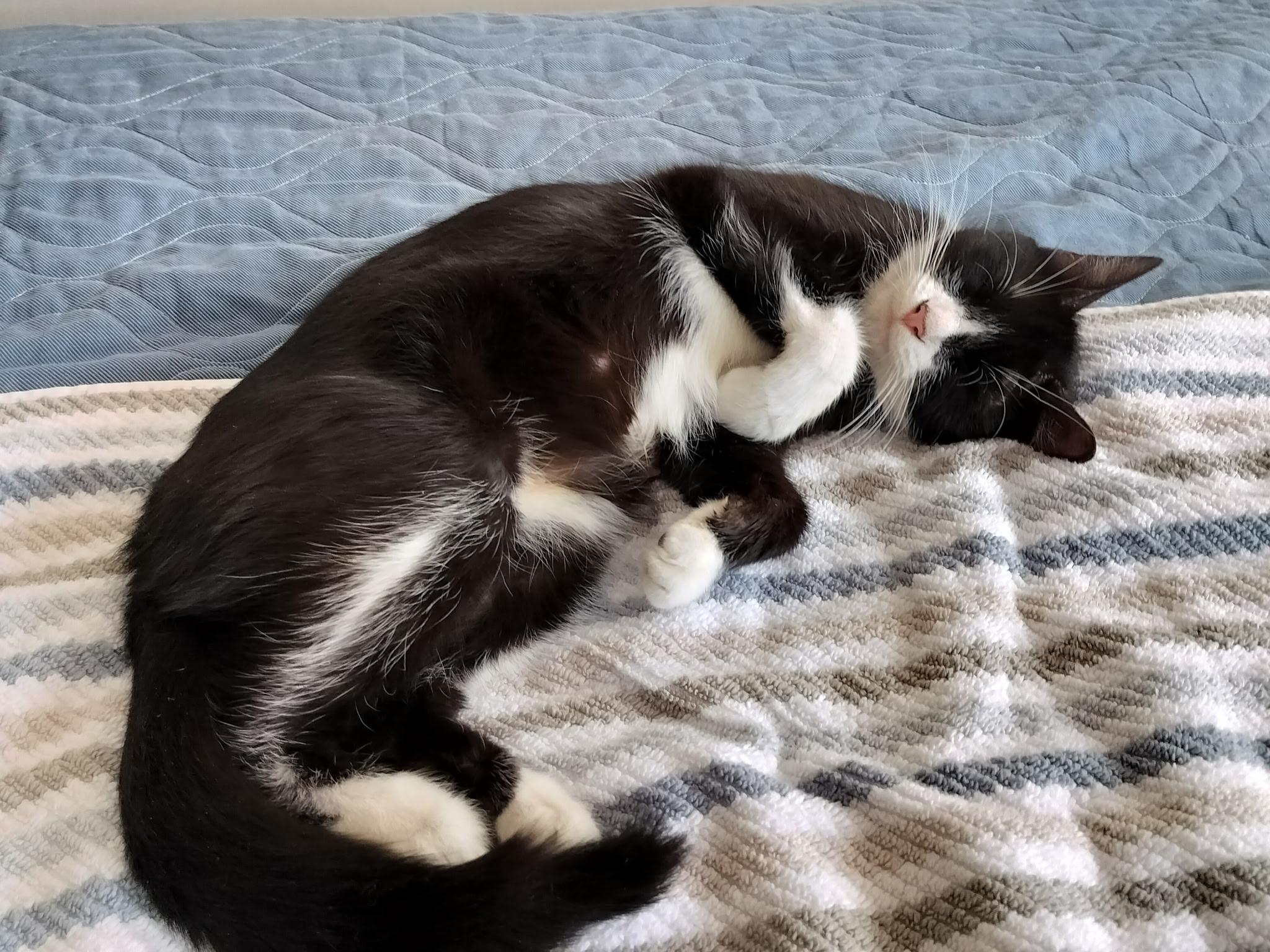 Enlarge Hadley, a Adoptable Domestic Short Hair in Warminster, PA image 4/6