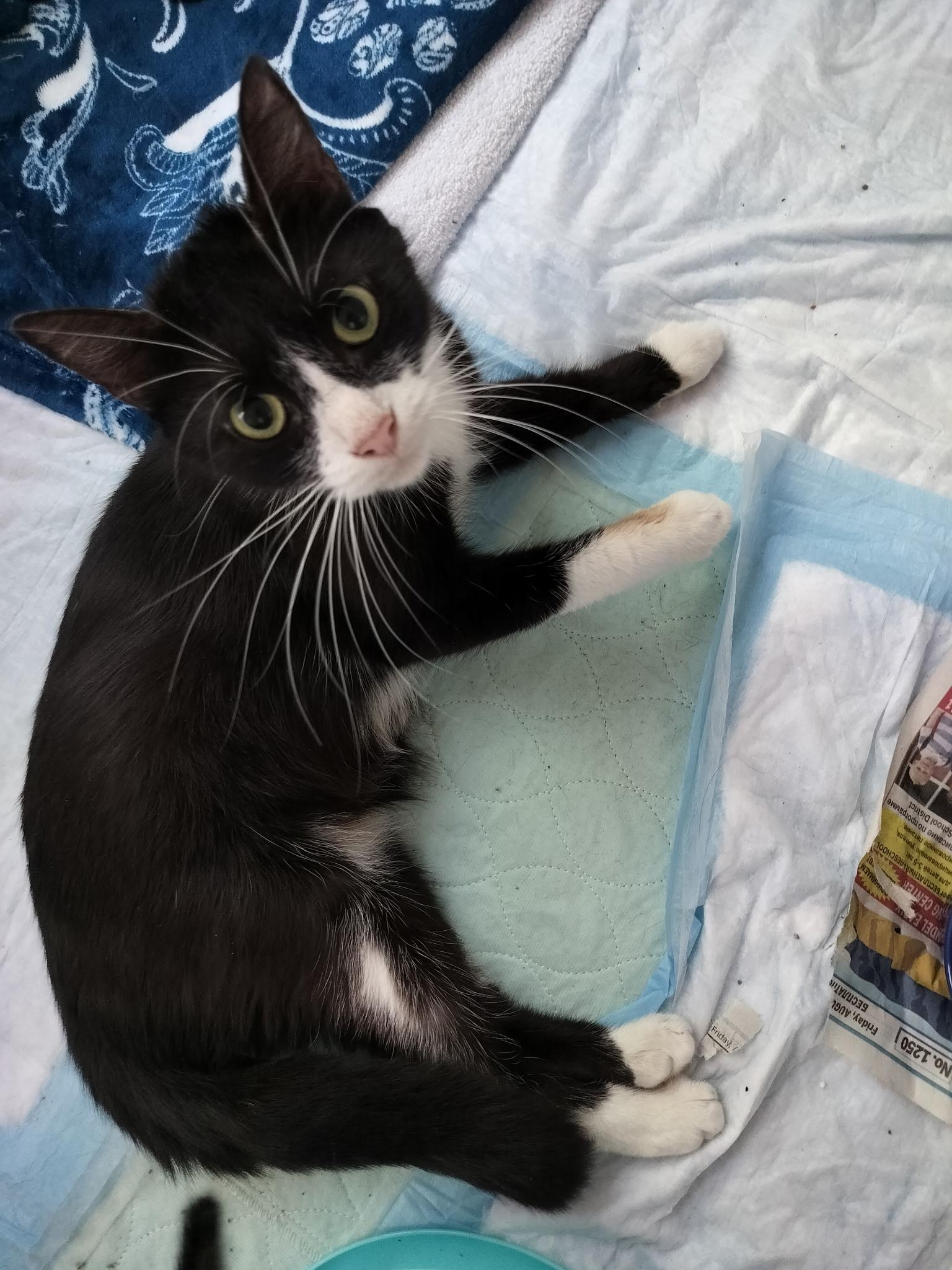 Enlarge Hadley, a Adoptable Domestic Short Hair in Warminster, PA image 5/6