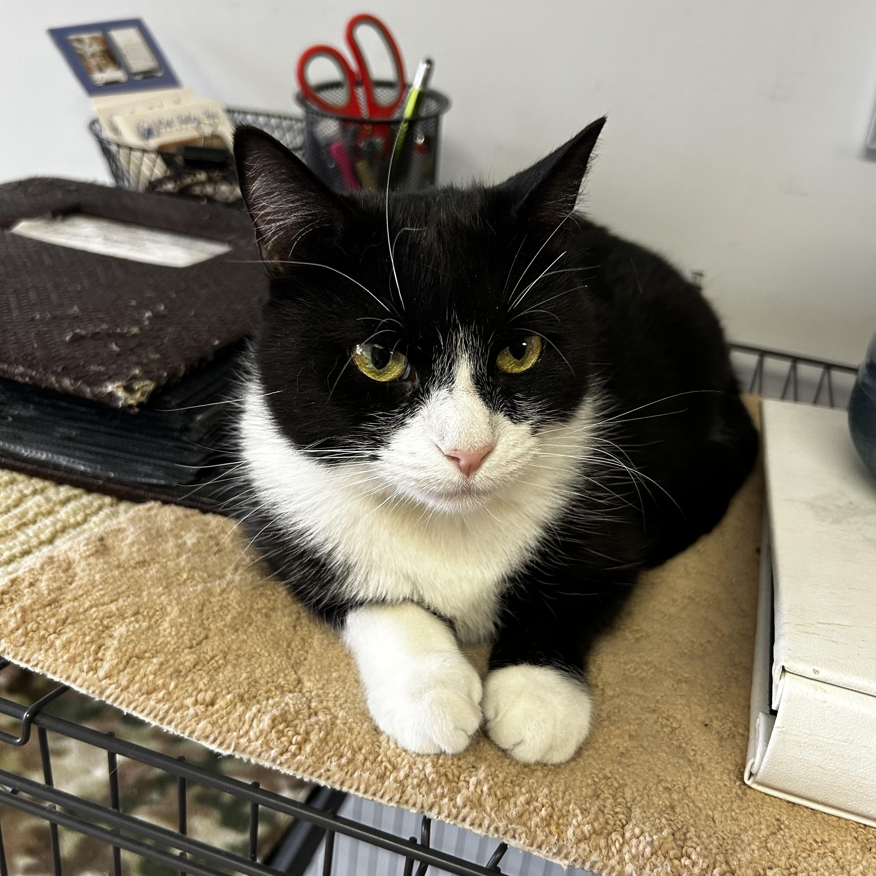 Enlarge Hadley, an adopted Domestic Short Hair in Warminster, PA image 2/6