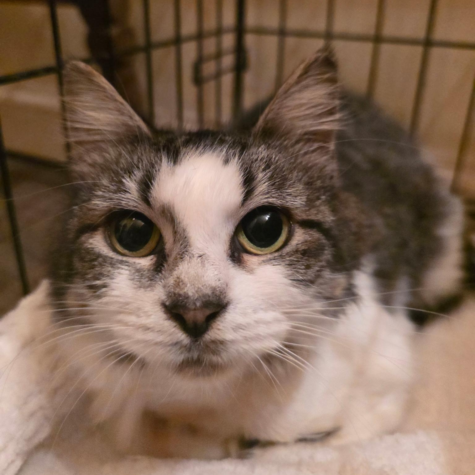 Soda Pop, ADOPTABLE, Young Female Domestic Short Hair.