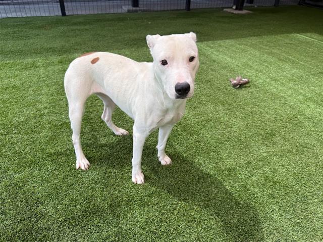 Enlarge BURGER, a Adoptable mixed breed in Garland, TX image 1/1