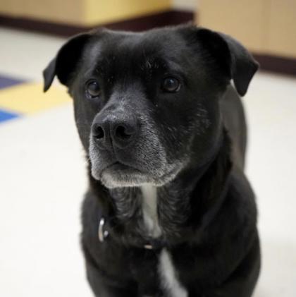 Enlarge Mickie, a Adoptable mixed breed in West Swanzey, NH image 2/3