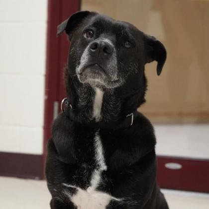 Enlarge Mickie, a Adoptable mixed breed in West Swanzey, NH image 1/3