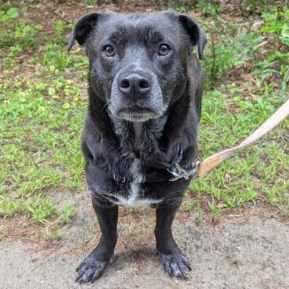 Enlarge Mickie, a Adoptable mixed breed in West Swanzey, NH image 3/3