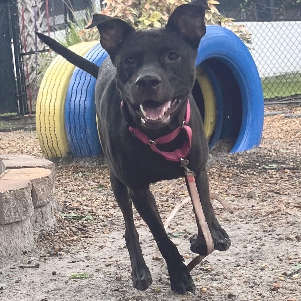 Enlarge Patsy, a Adoptable Mixed Breed in Sarasota, FL image 1/6
