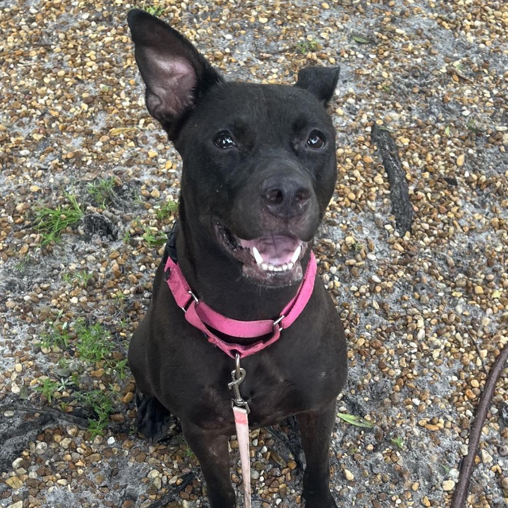 Enlarge Patsy, a Adoptable Mixed Breed in Sarasota, FL image 2/6