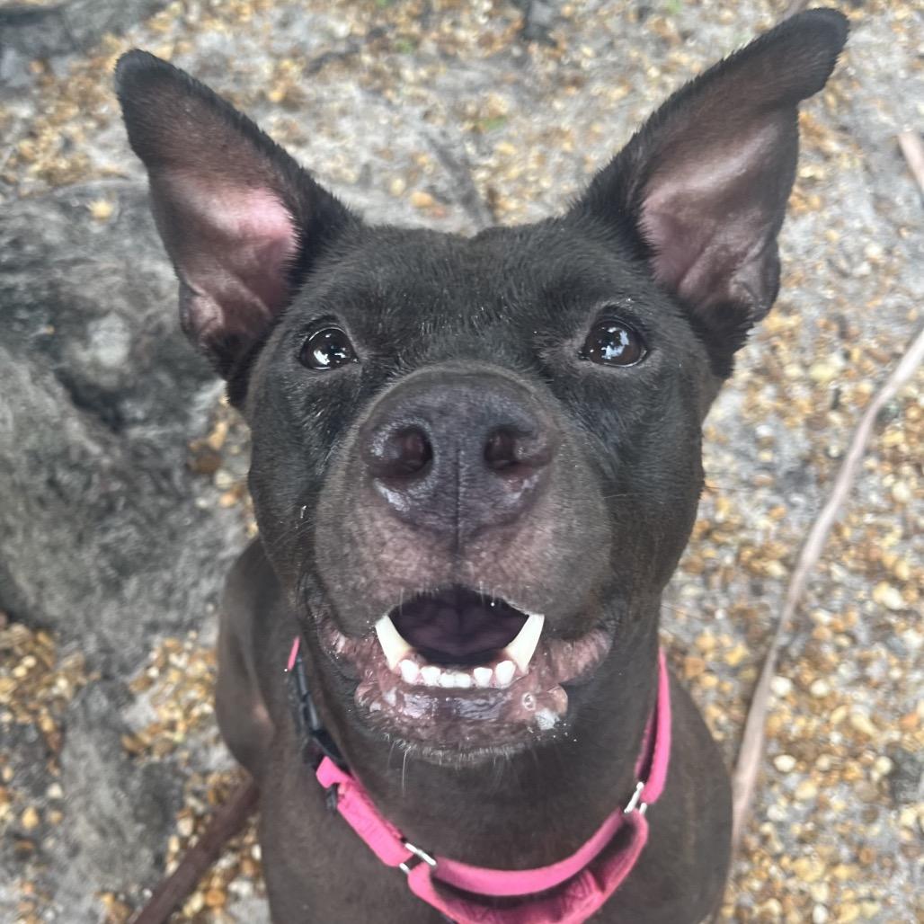 Enlarge Patsy, a Adoptable Mixed Breed in Sarasota, FL image 3/6