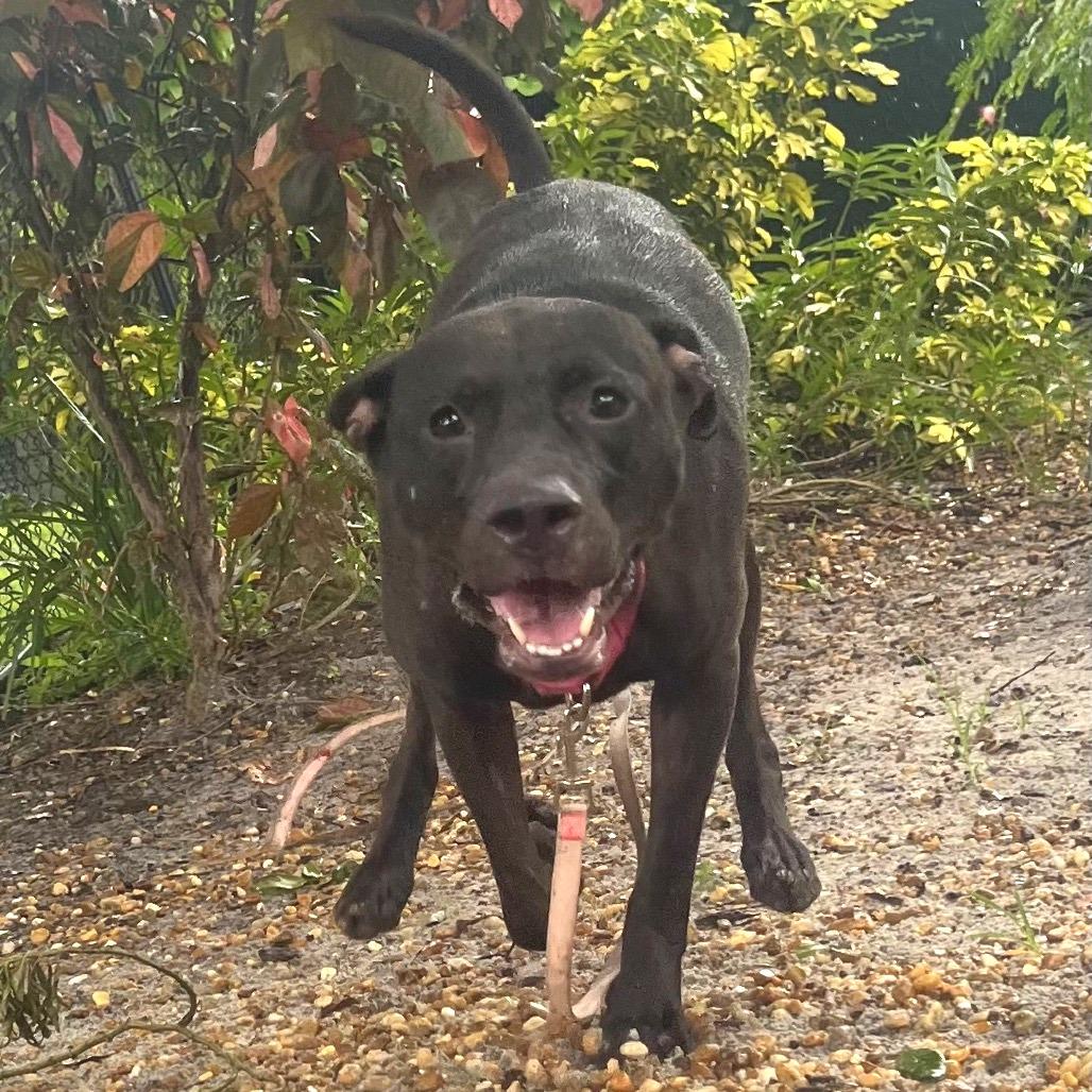 Enlarge Patsy, a Adoptable Mixed Breed in Sarasota, FL image 4/6