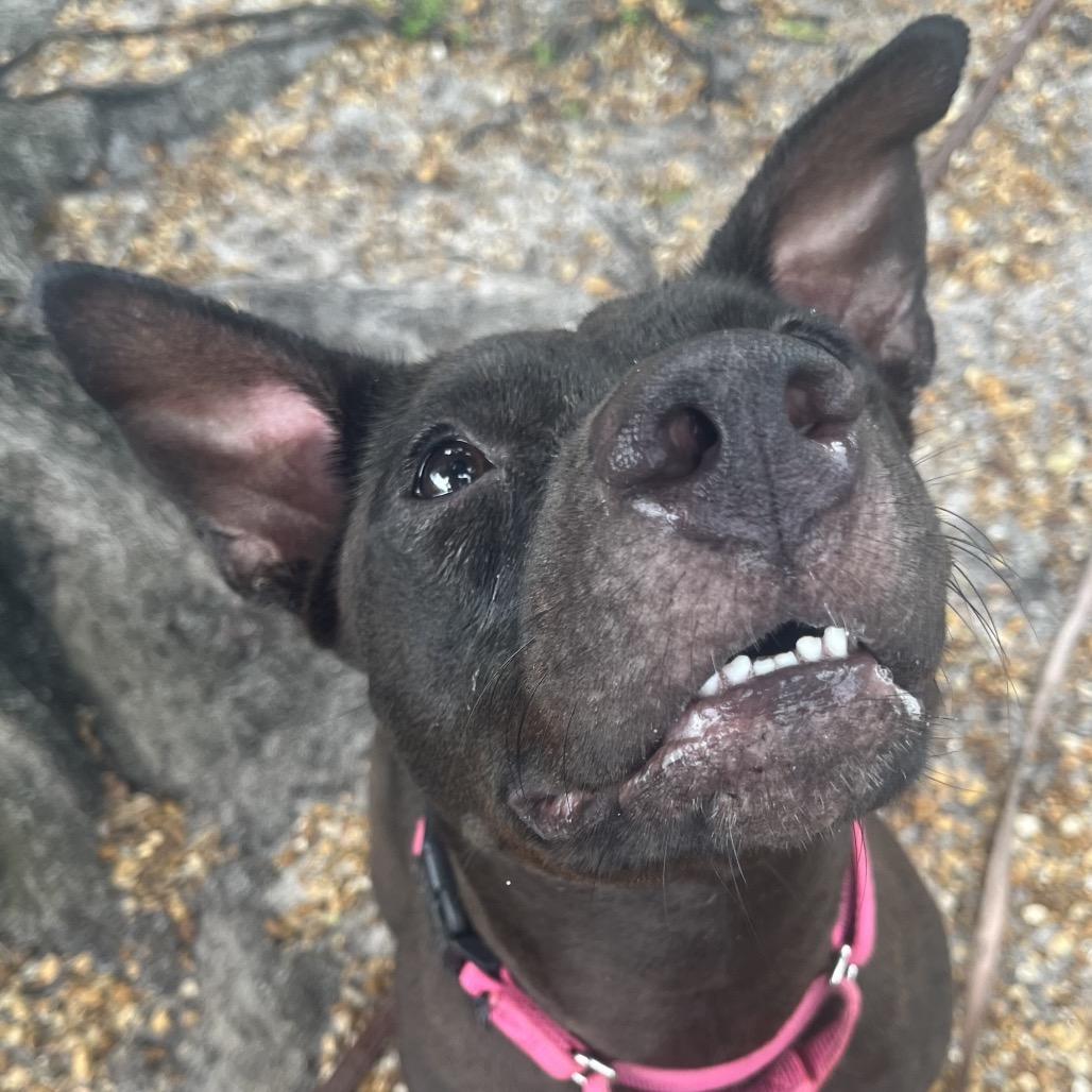 Enlarge Patsy, a Adoptable Mixed Breed in Sarasota, FL image 5/6