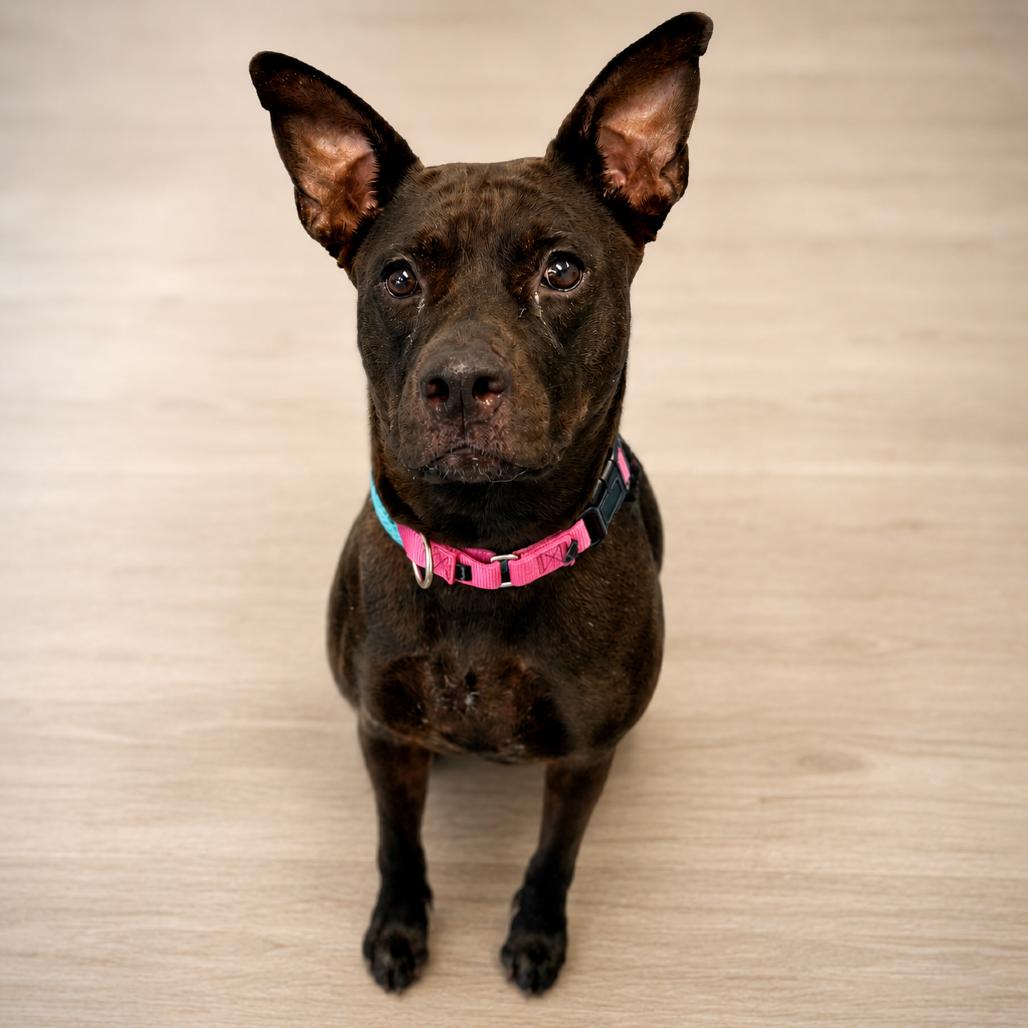 Enlarge Patsy, a Adoptable Mixed Breed in Sarasota, FL image 6/6