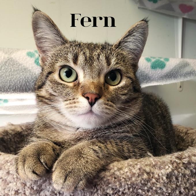 Enlarge Fern, a Adoptable Domestic Short Hair in South Elgin, IL image 1/1