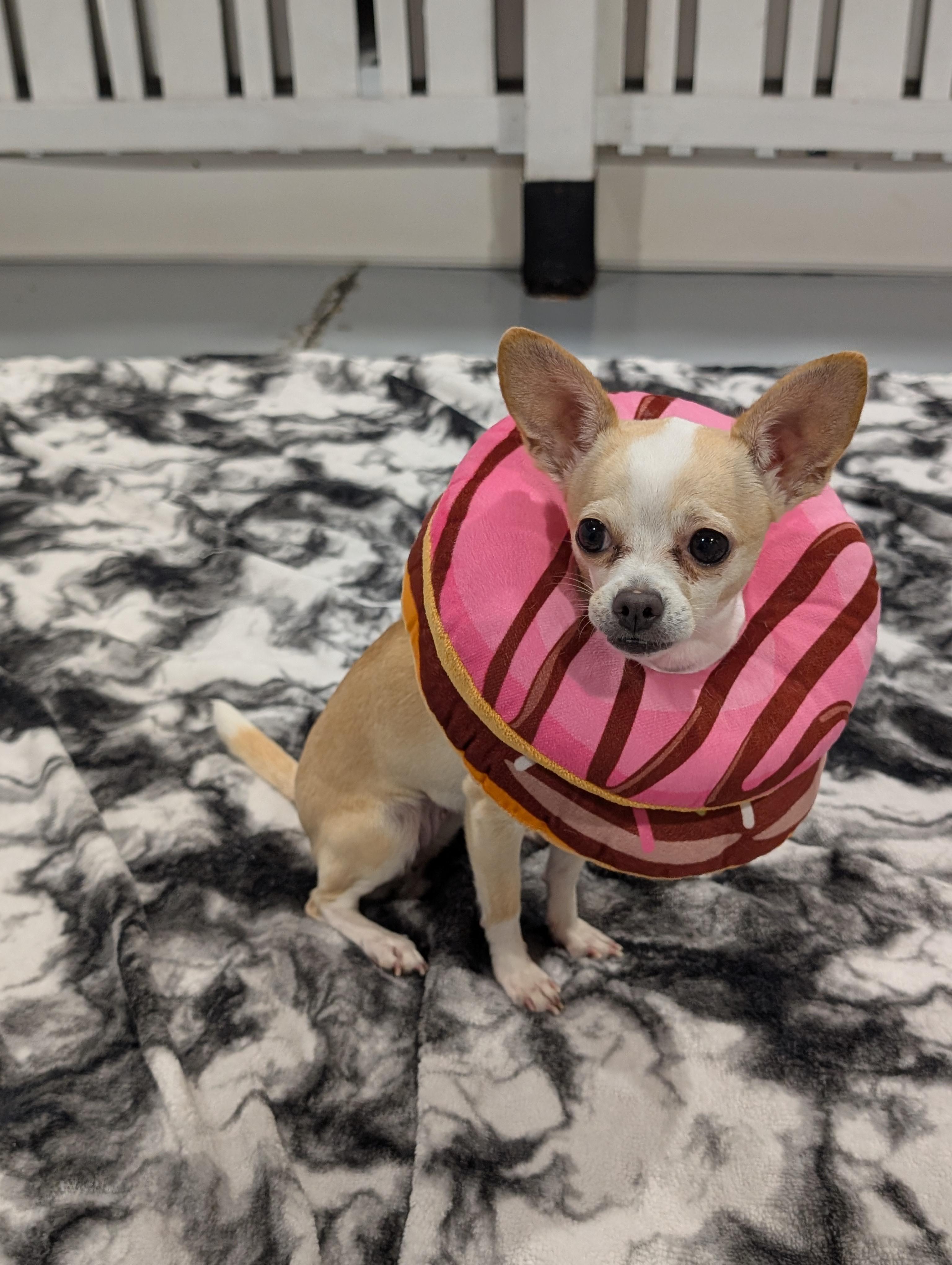 Daisy, Adoptable, Adult Female Chihuahua.