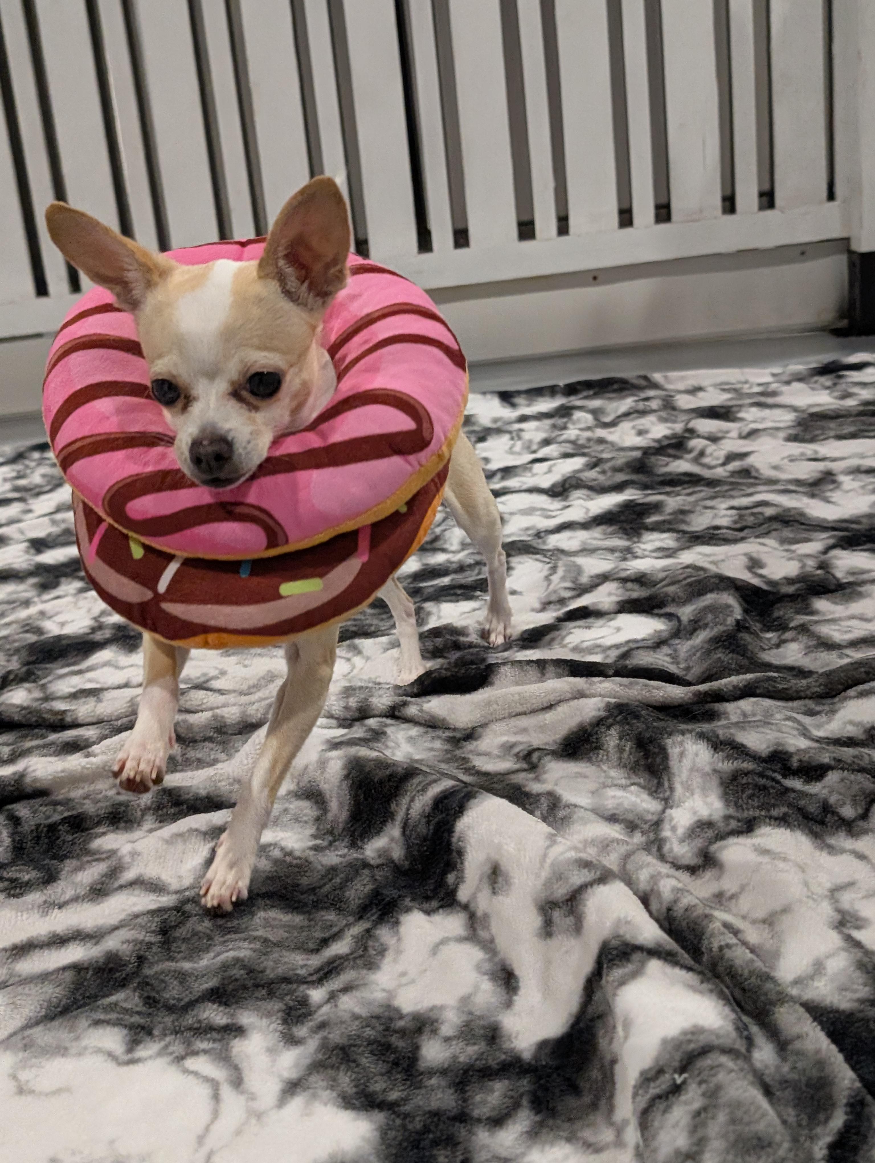 Enlarge Daisy, a Adoptable Chihuahua in Seattle, WA image 3/4
