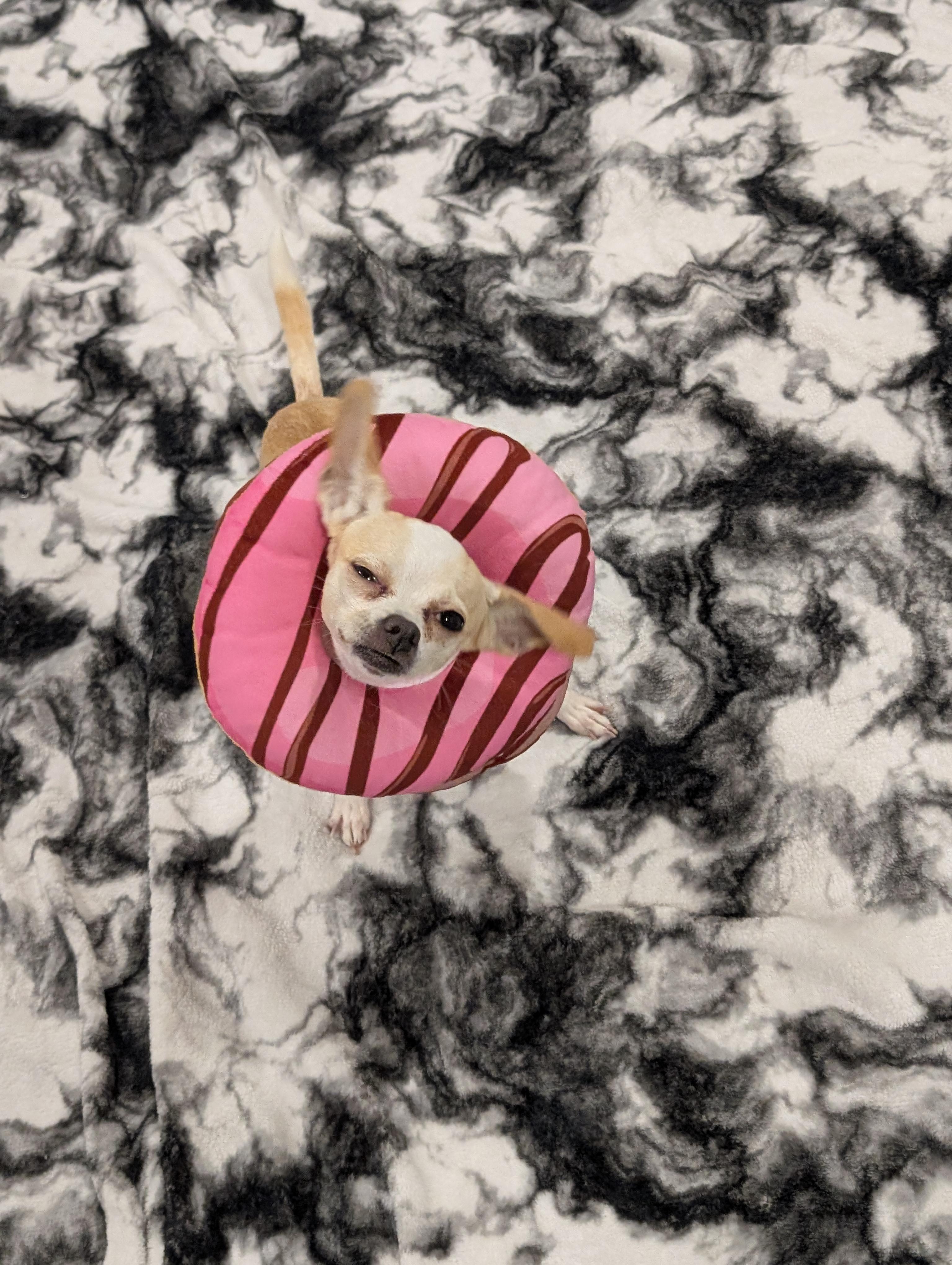 Enlarge Daisy, a Adoptable Chihuahua in Seattle, WA image 2/4