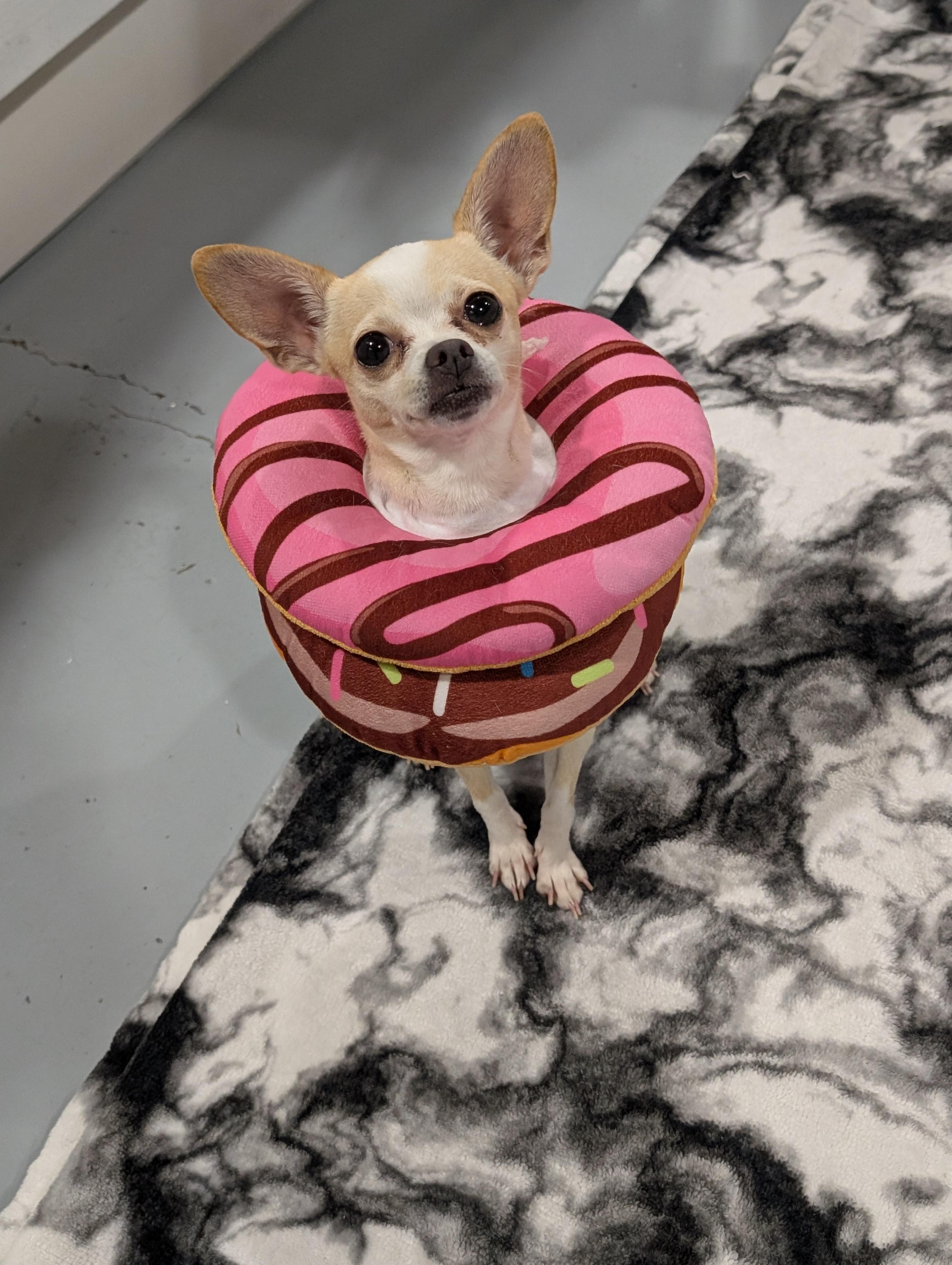Enlarge Daisy, a Adoptable Chihuahua in Seattle, WA image 4/4