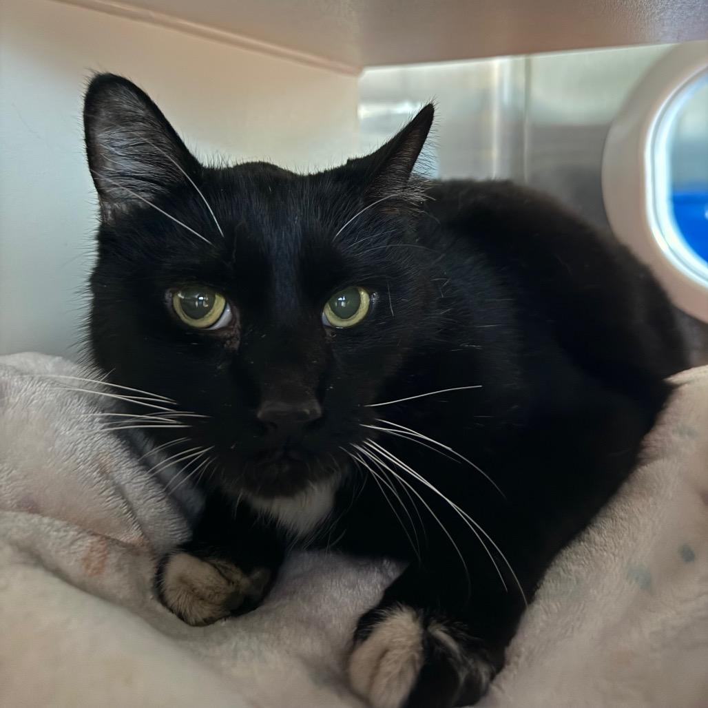 Black Jack, Adoptable, Senior Male Domestic Short Hair.