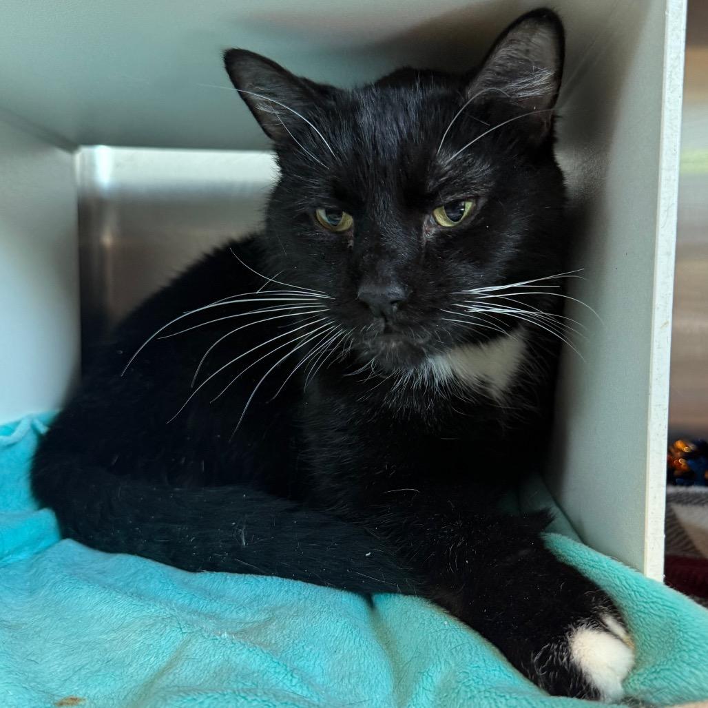 Enlarge Black Jack, a Adoptable Domestic Short Hair in Cedaredge, CO image 2/5