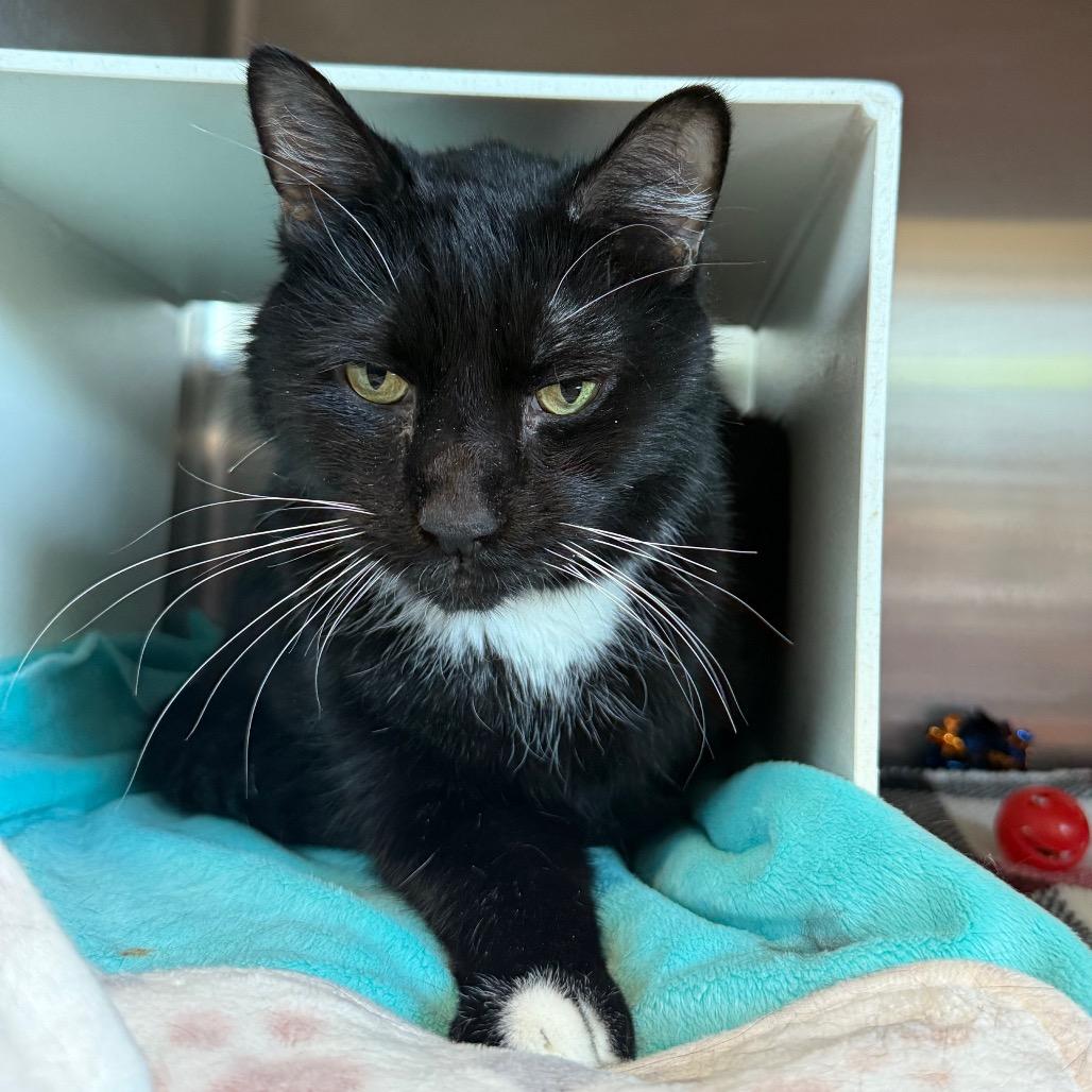 Enlarge Black Jack, a Adoptable Domestic Short Hair in Cedaredge, CO image 3/5