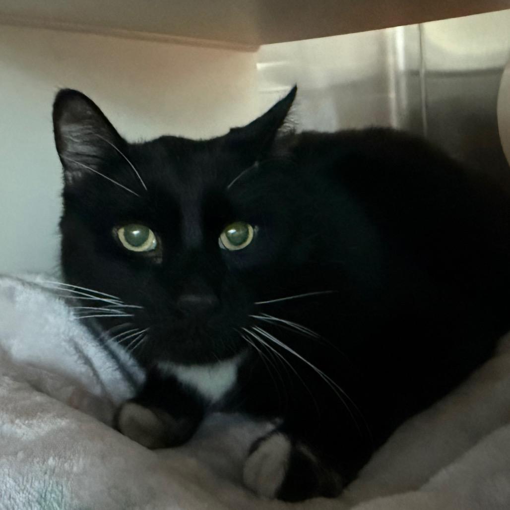 Enlarge Black Jack, a Adoptable Domestic Short Hair in Cedaredge, CO image 2/2