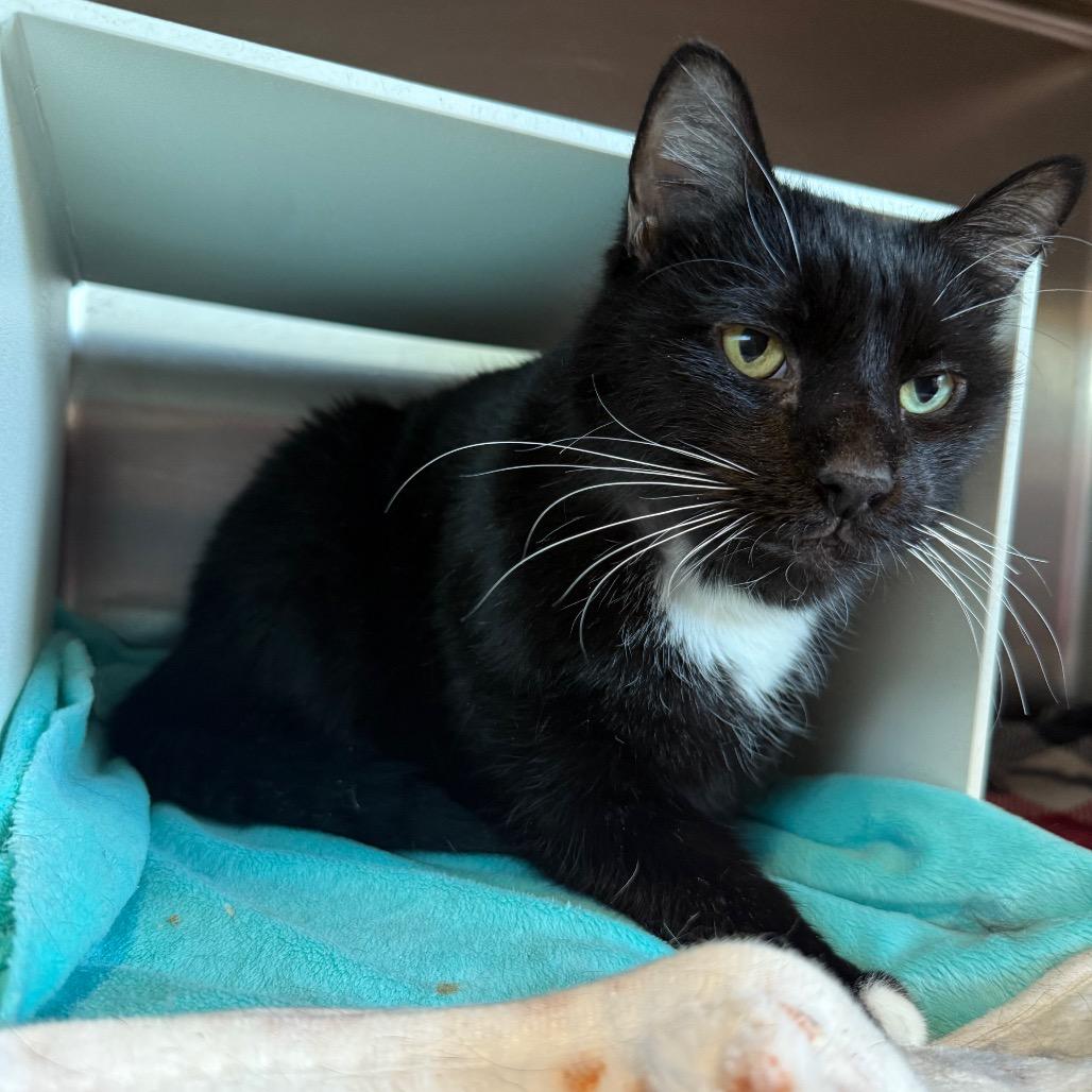 Enlarge Black Jack, a Adoptable Domestic Short Hair in Cedaredge, CO image 4/5