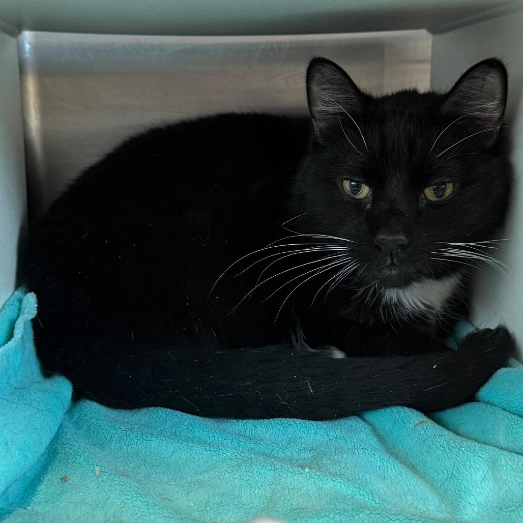 Enlarge Black Jack, a Adoptable Domestic Short Hair in Cedaredge, CO image 5/5
