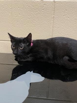 Enlarge Wanda, a Adoptable mixed breed in Sanford, FL image 1/1