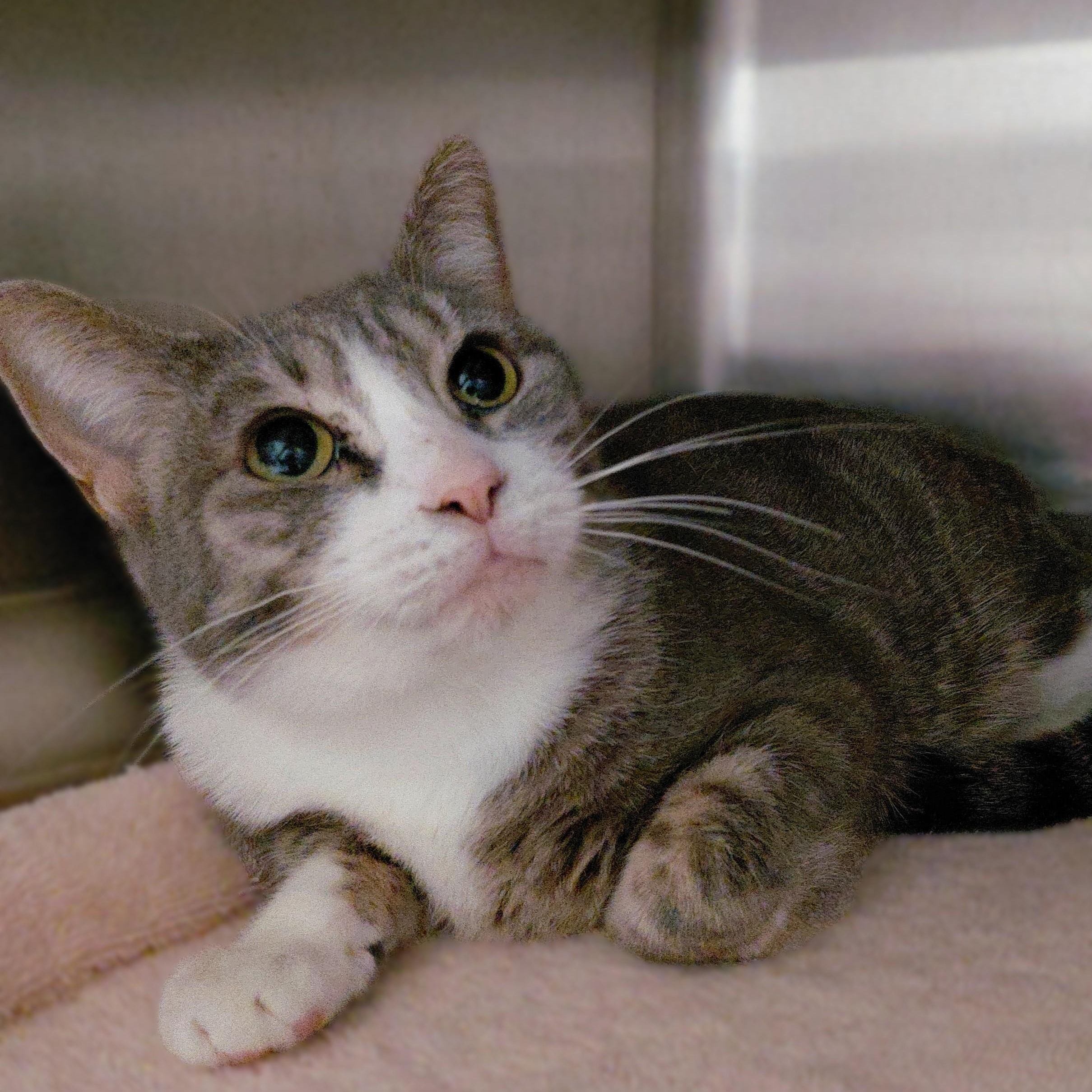 Lilac, Adoptable, Adult Female Domestic Short Hair.