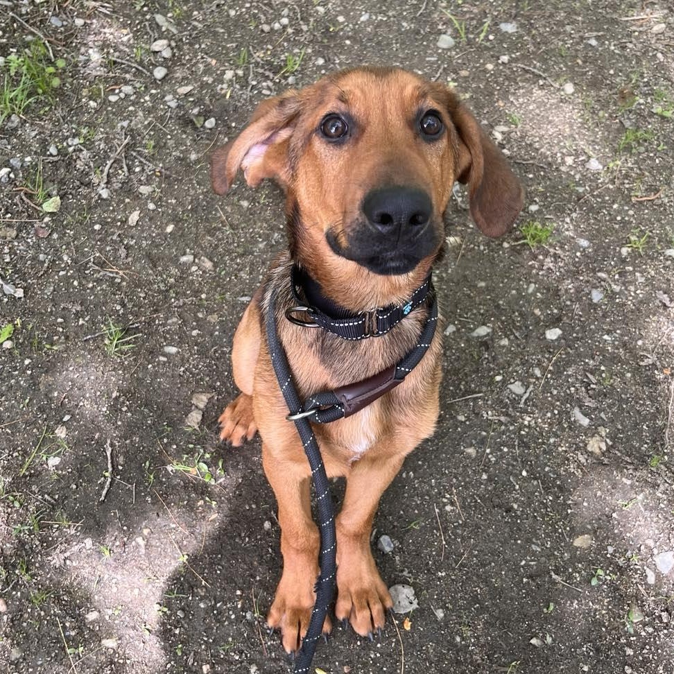 Duke