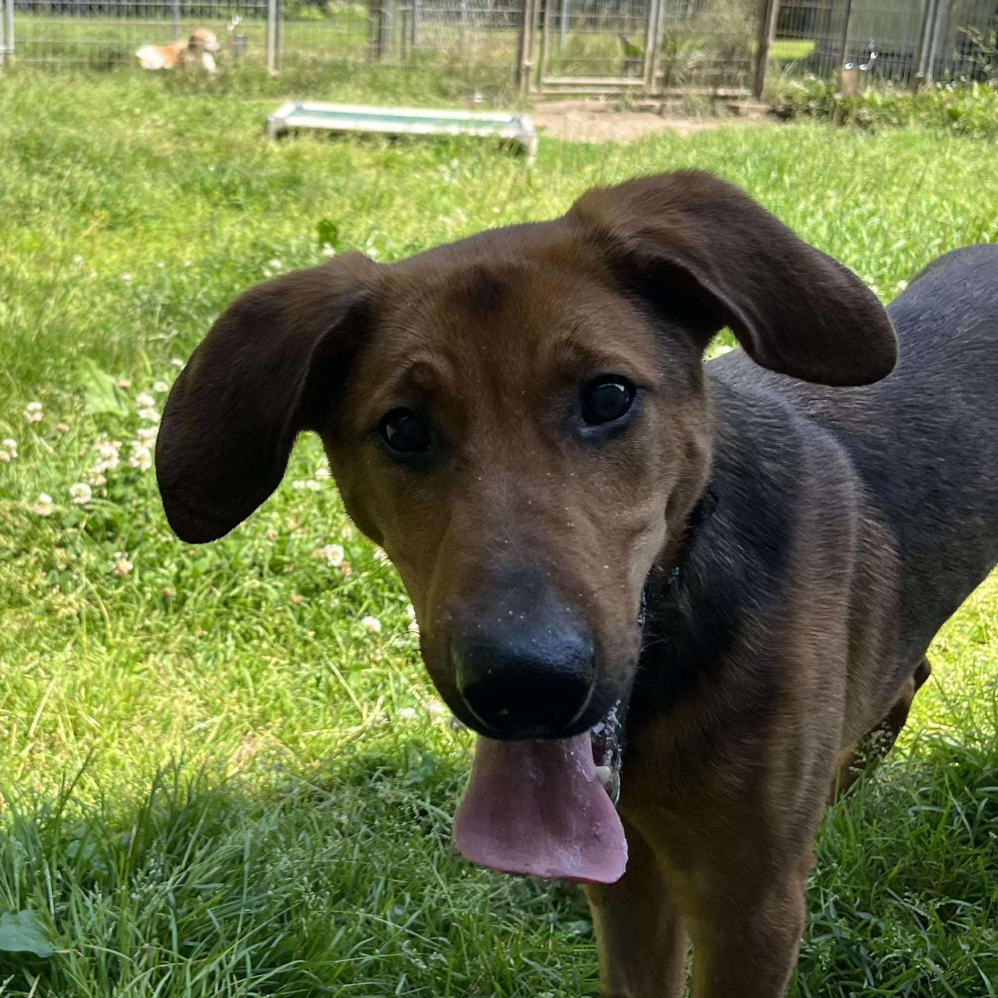 Duke