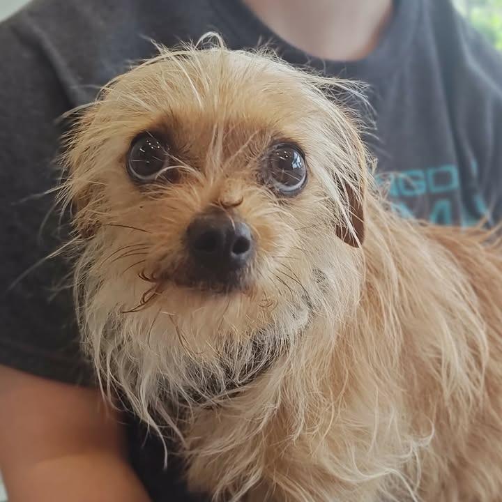 Enlarge Sol, a Adopted Terrier in Springdale, AR image 1/1