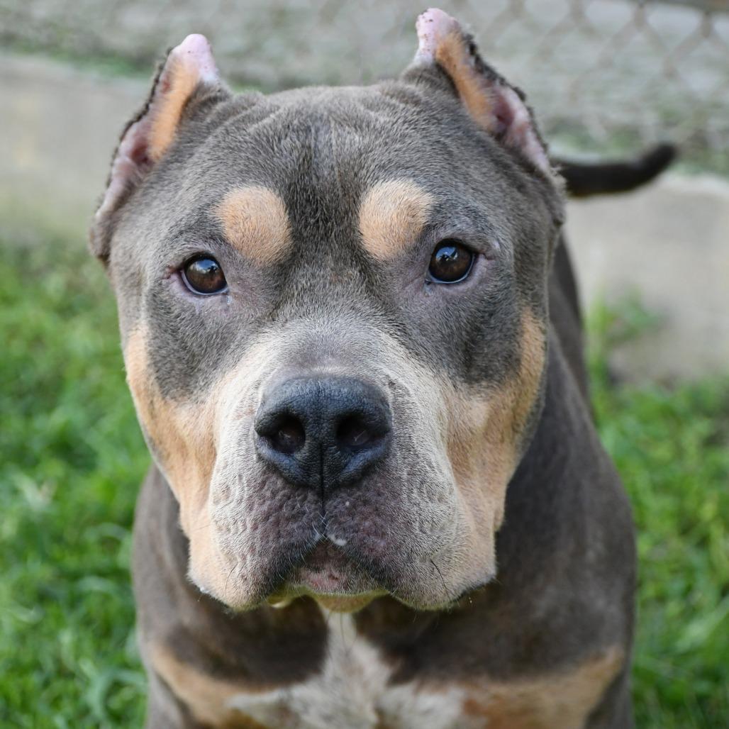 T-Bone, Adoptable, Adult Male Pit Bull Terrier & None.