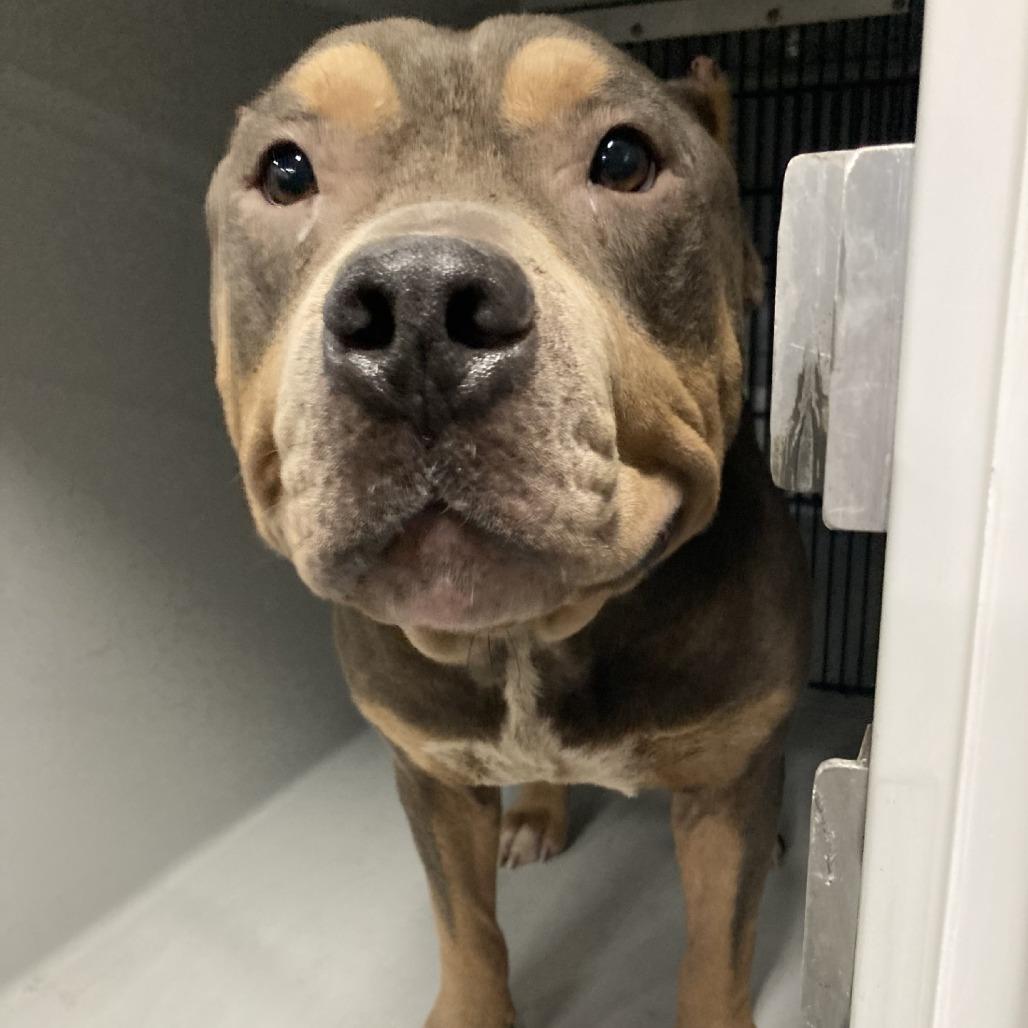 Enlarge T-Bone, a Adoptable Pit Bull Terrier in Vassalboro, ME image 2/6