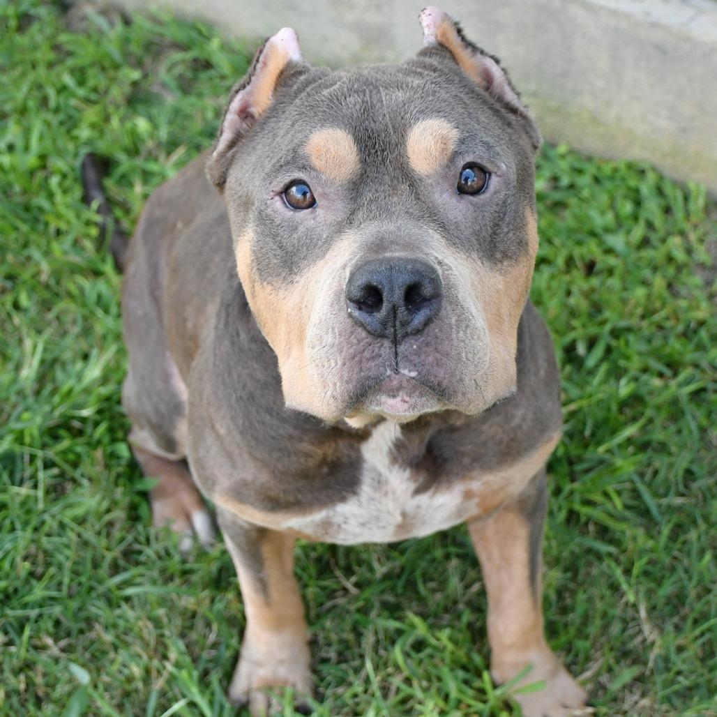 Enlarge T-Bone, a Adoptable Pit Bull Terrier in Vassalboro, ME image 3/6